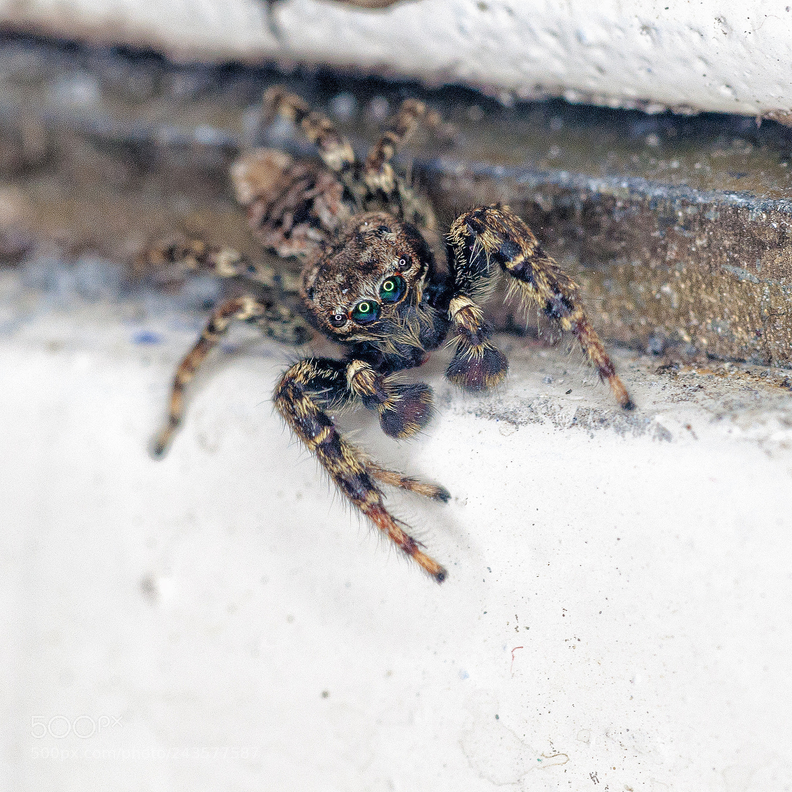 Nikon D90 sample photo. Spider ii photography