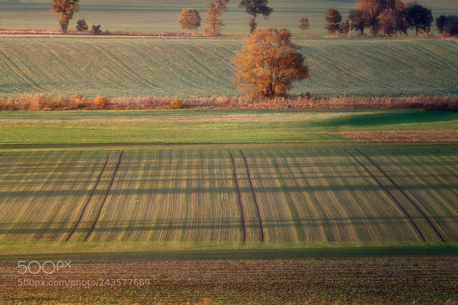 Canon EOS 50D sample photo. Growing shadows photography