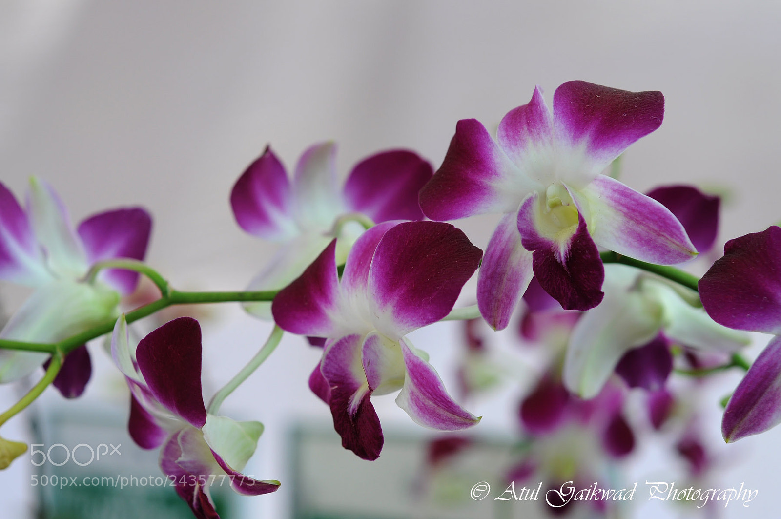 Nikon D90 sample photo. Untitled photography