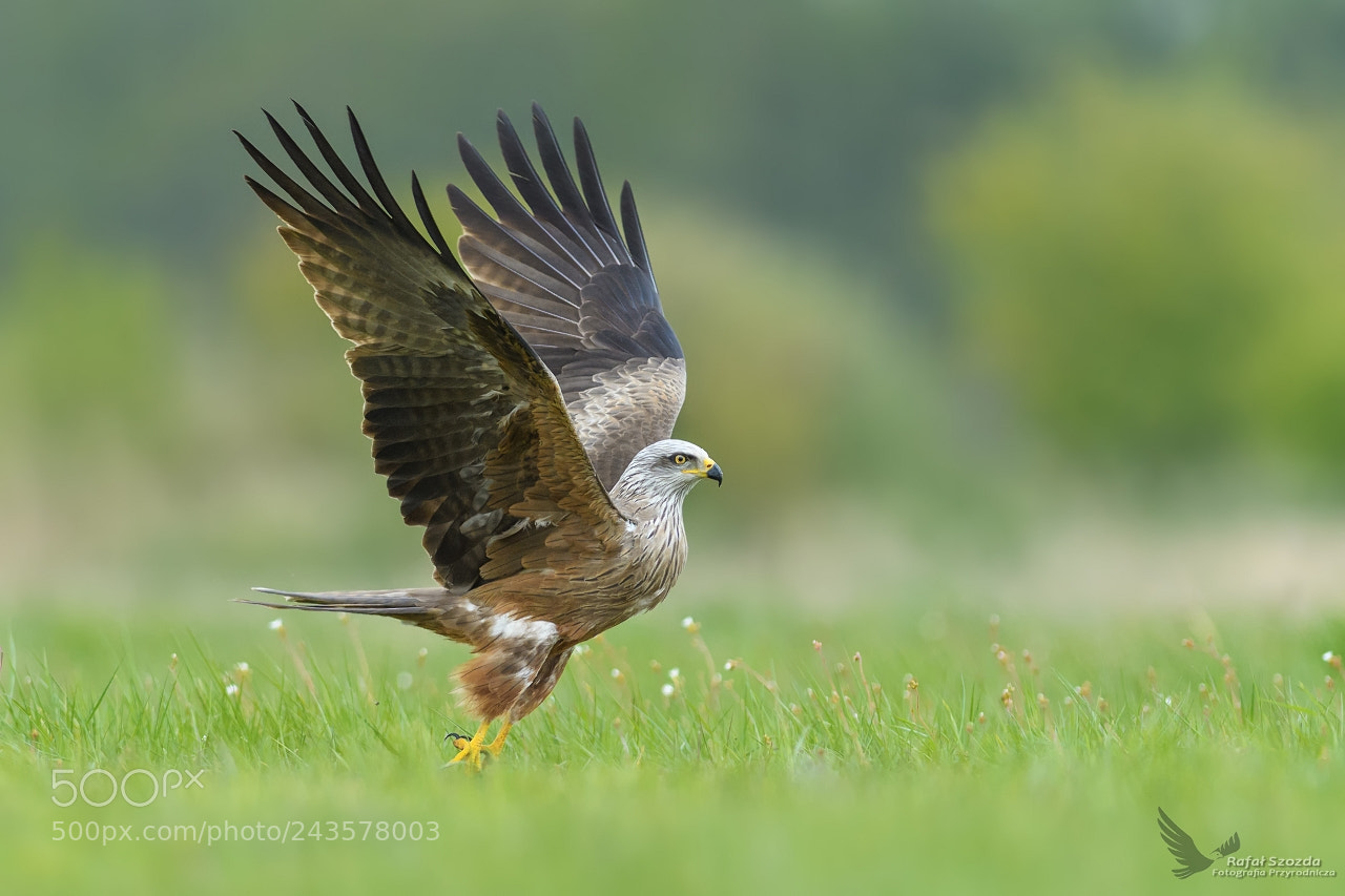 Nikon D500 sample photo. Kania czarna, black kite photography