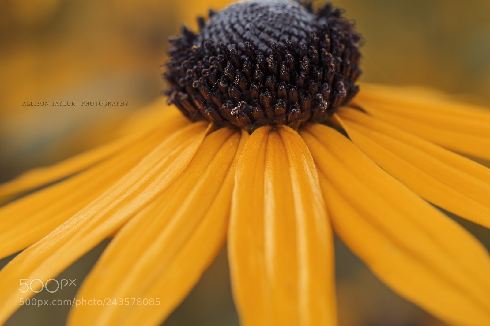 Canon EOS 7D Mark II sample photo. Sunshine photography