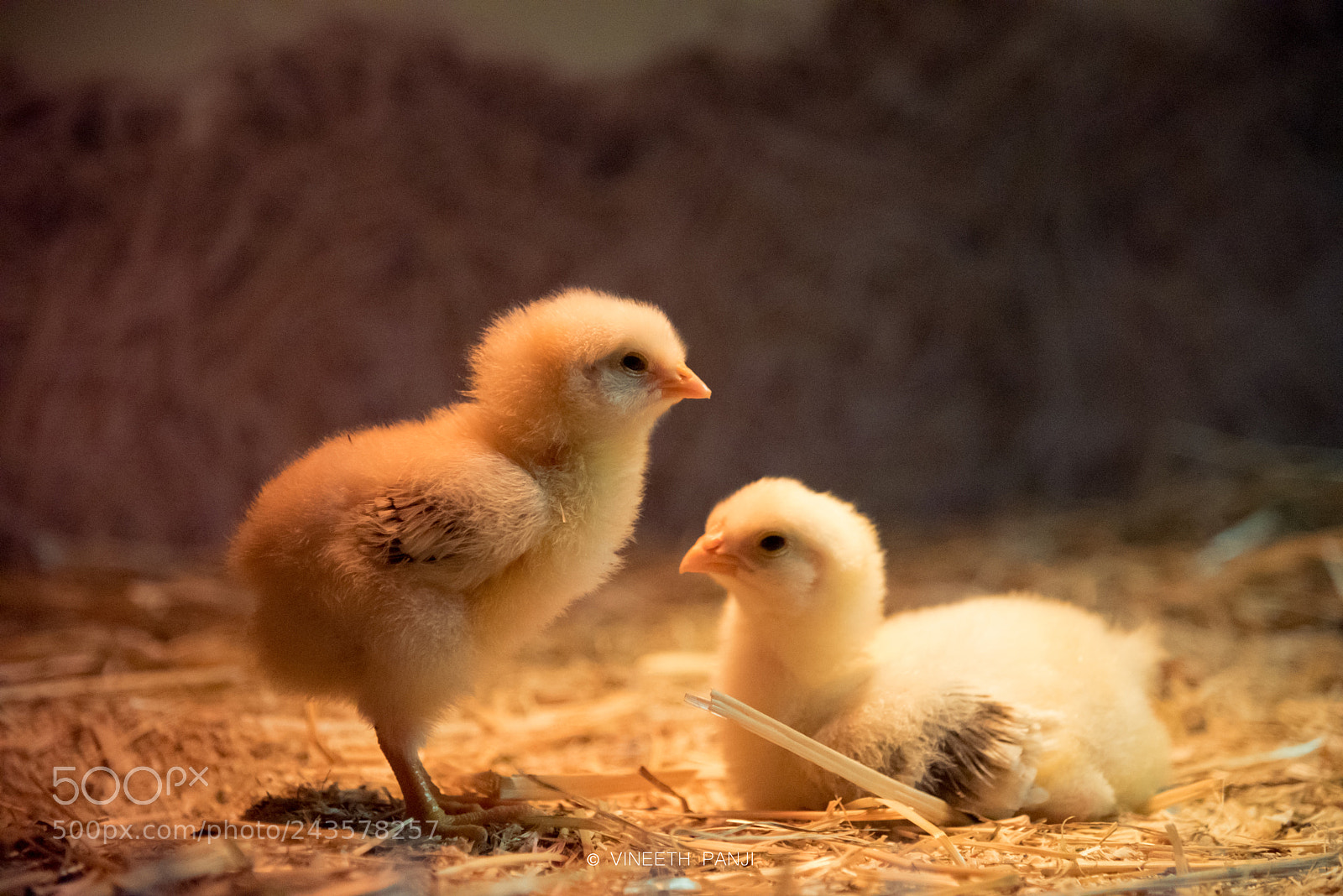 Nikon D750 sample photo. Newborn baby chicks. photography