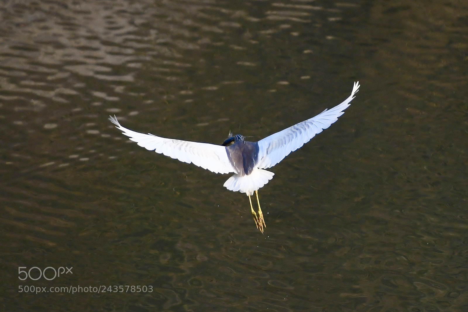 Nikon D850 sample photo. Fish in the beak photography