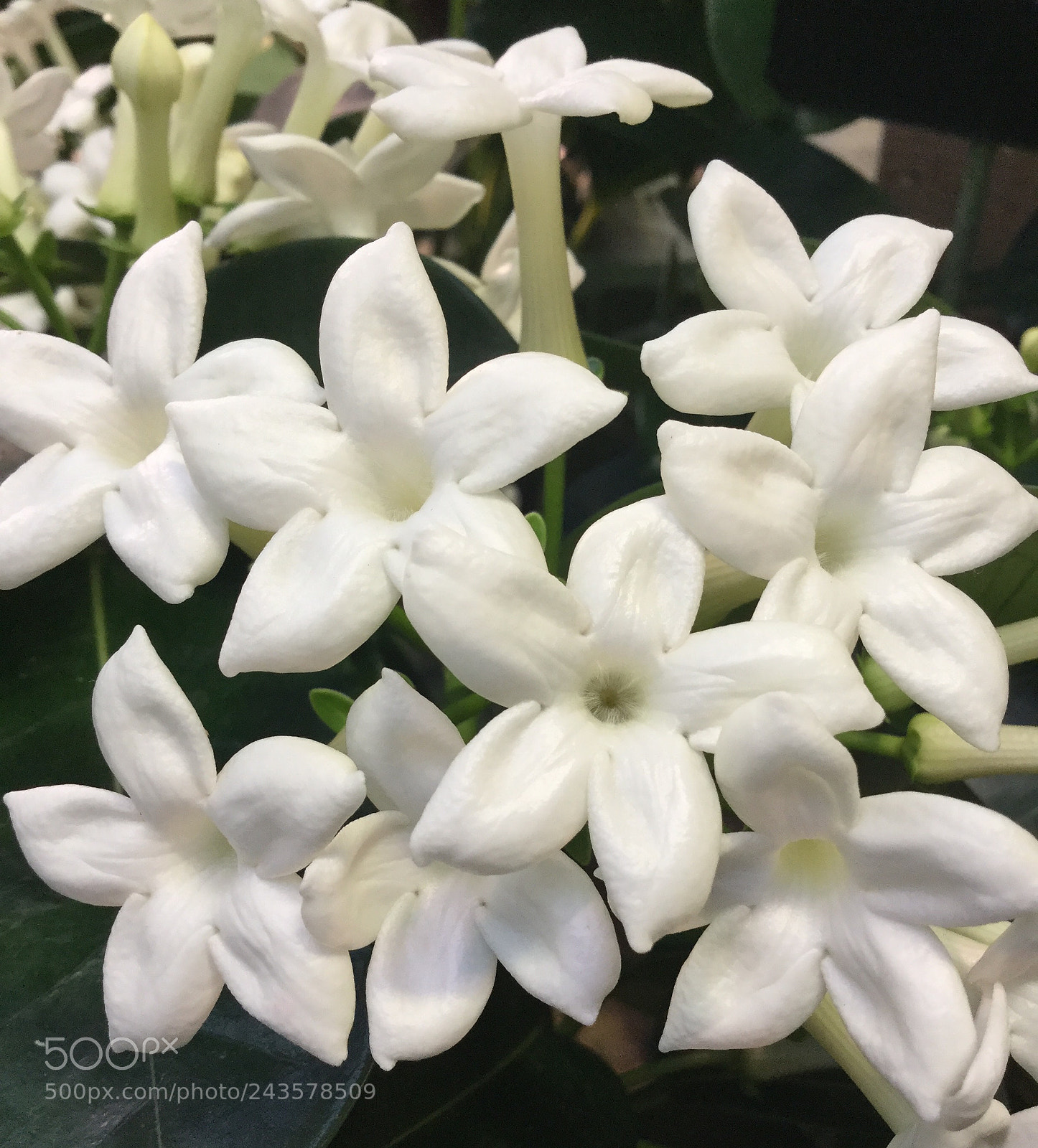 Apple iPod touch sample photo. Stephanotis photography