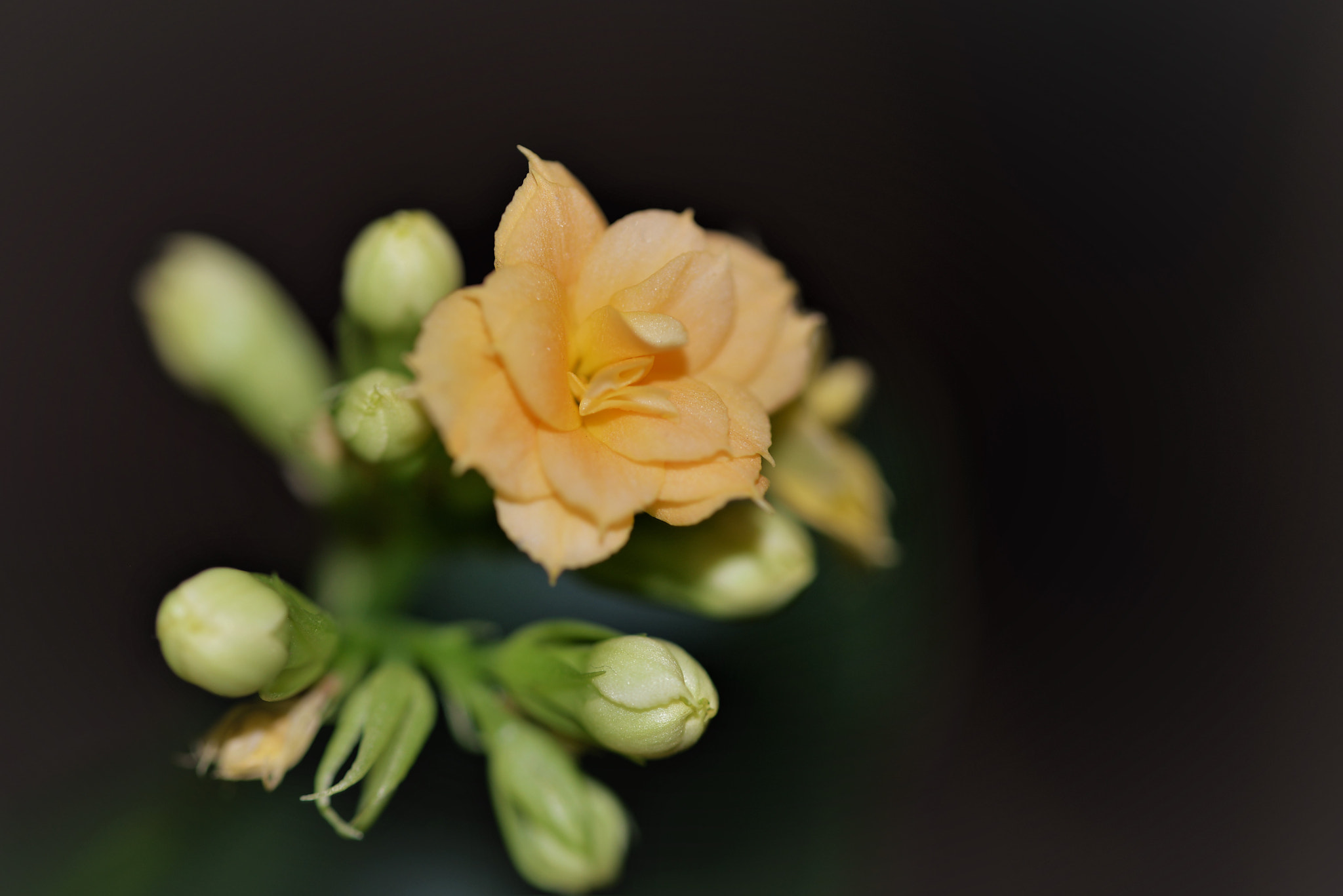 Sigma 105mm F2.8 EX DG OS HSM sample photo