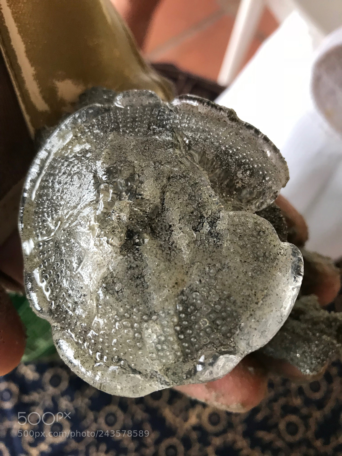 Apple iPhone 7 Plus sample photo. The moon jellyfish photography