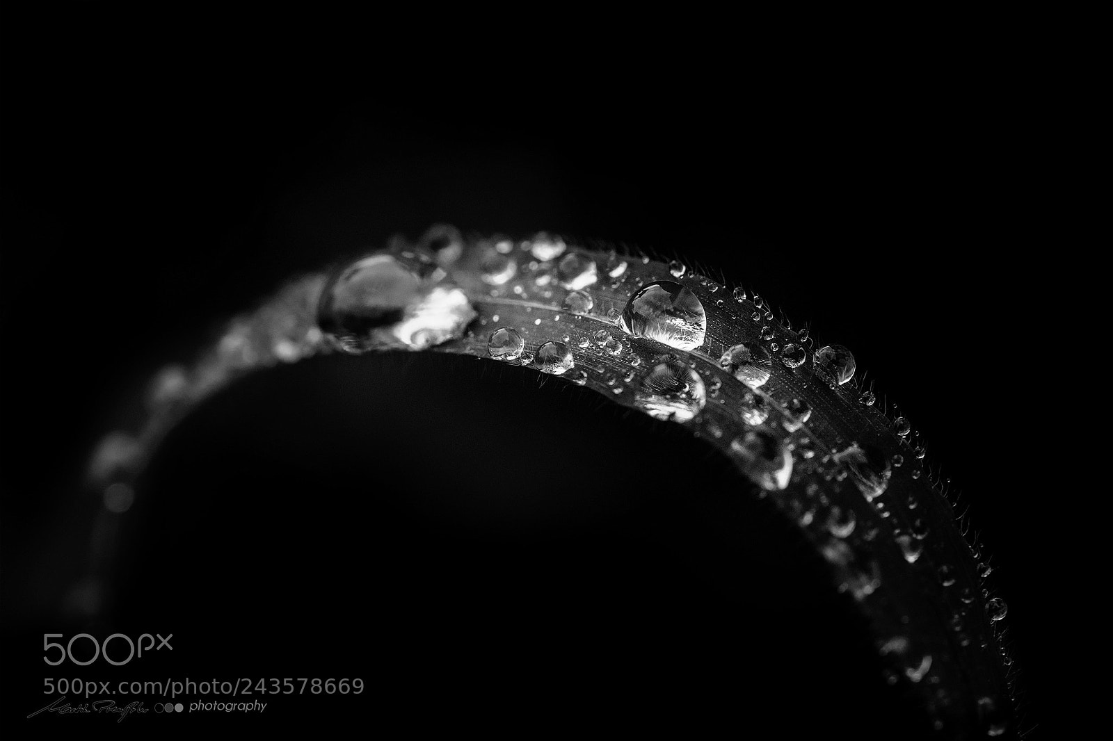 Sony a7 II sample photo. Grashalm photography