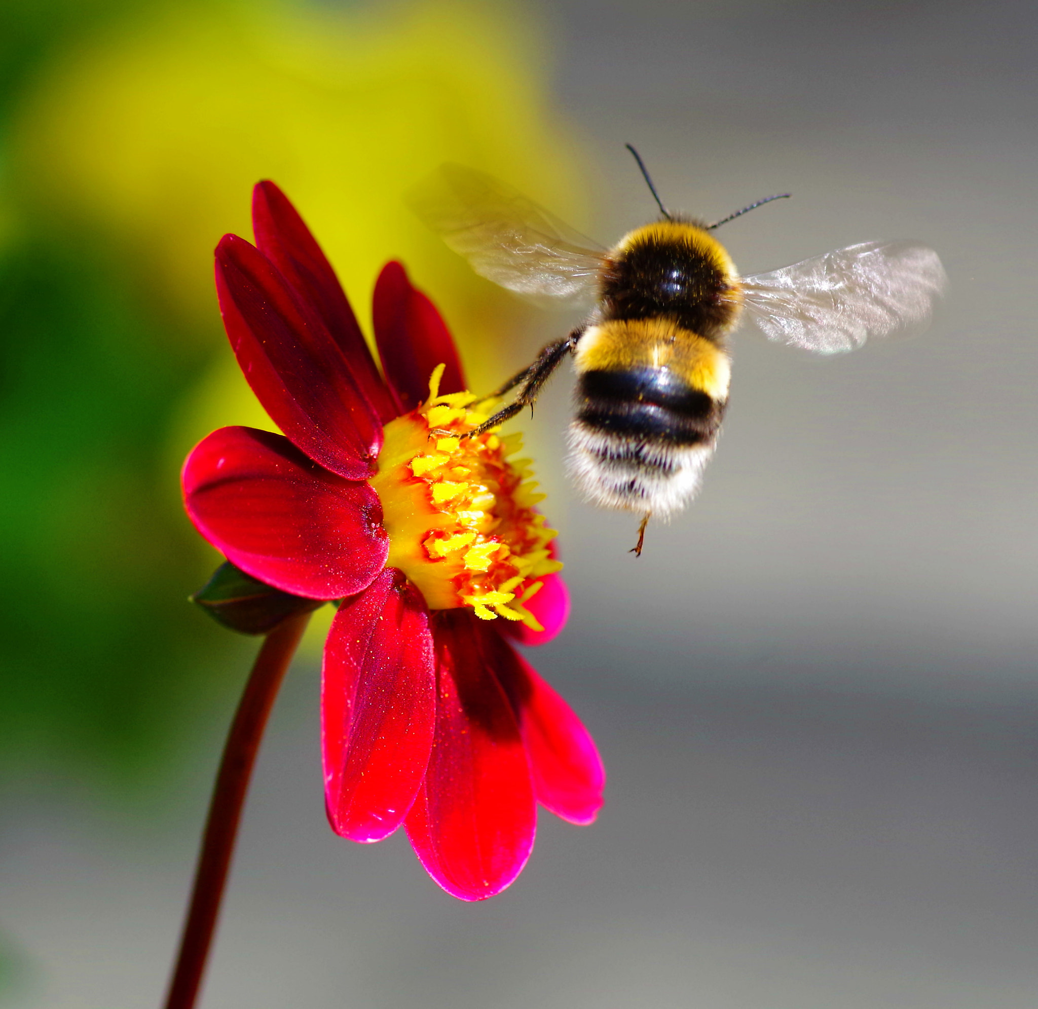 Pentax K-30 + Tamron SP AF 90mm F2.8 Di Macro sample photo. A2bee photography