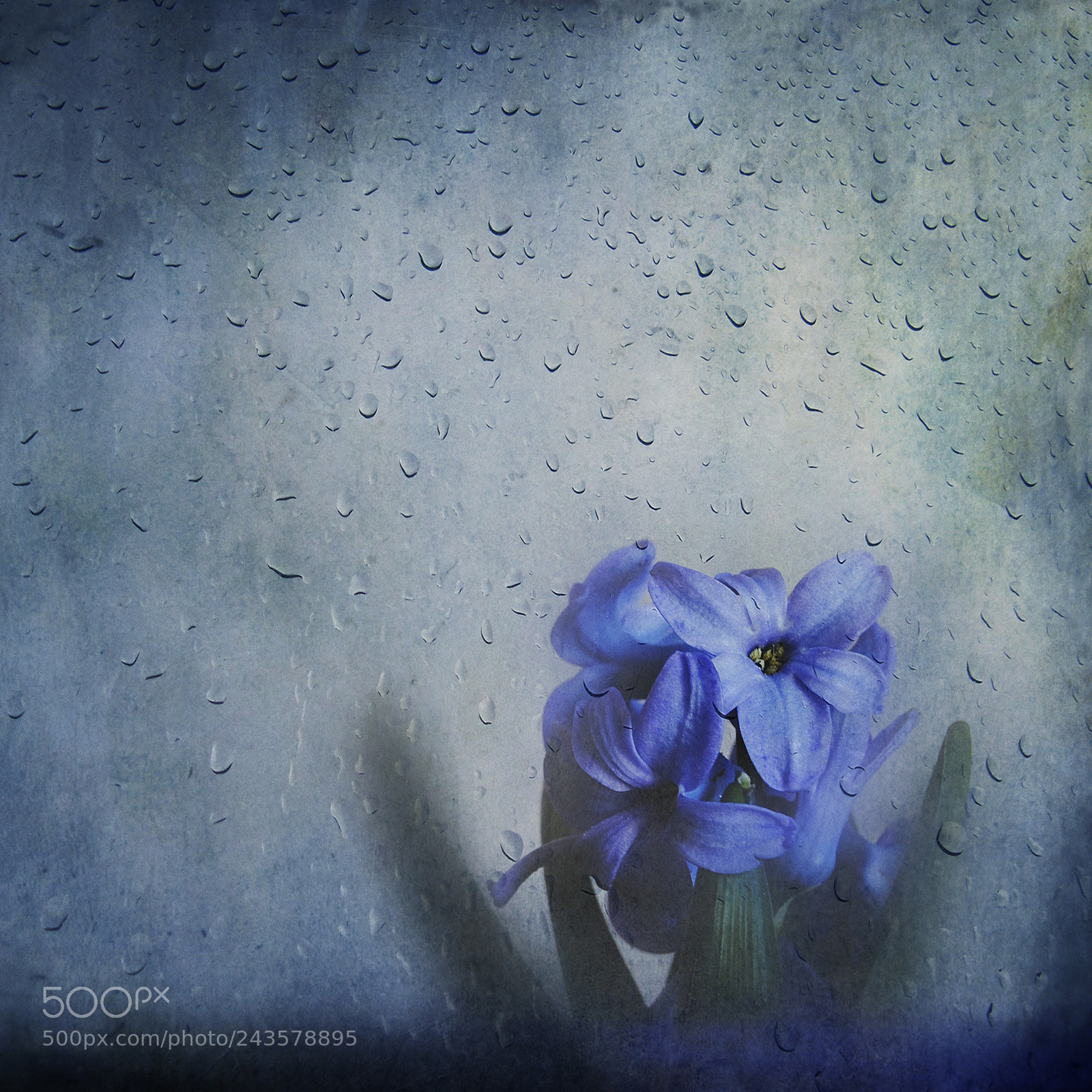 Nikon D3000 sample photo. 885 *days of blue* photography