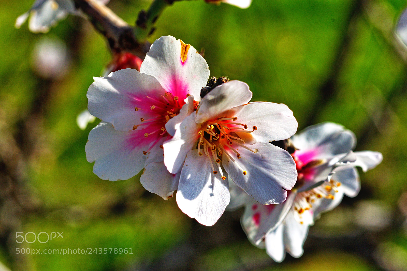 Nikon D7200 sample photo. Future almonds photography