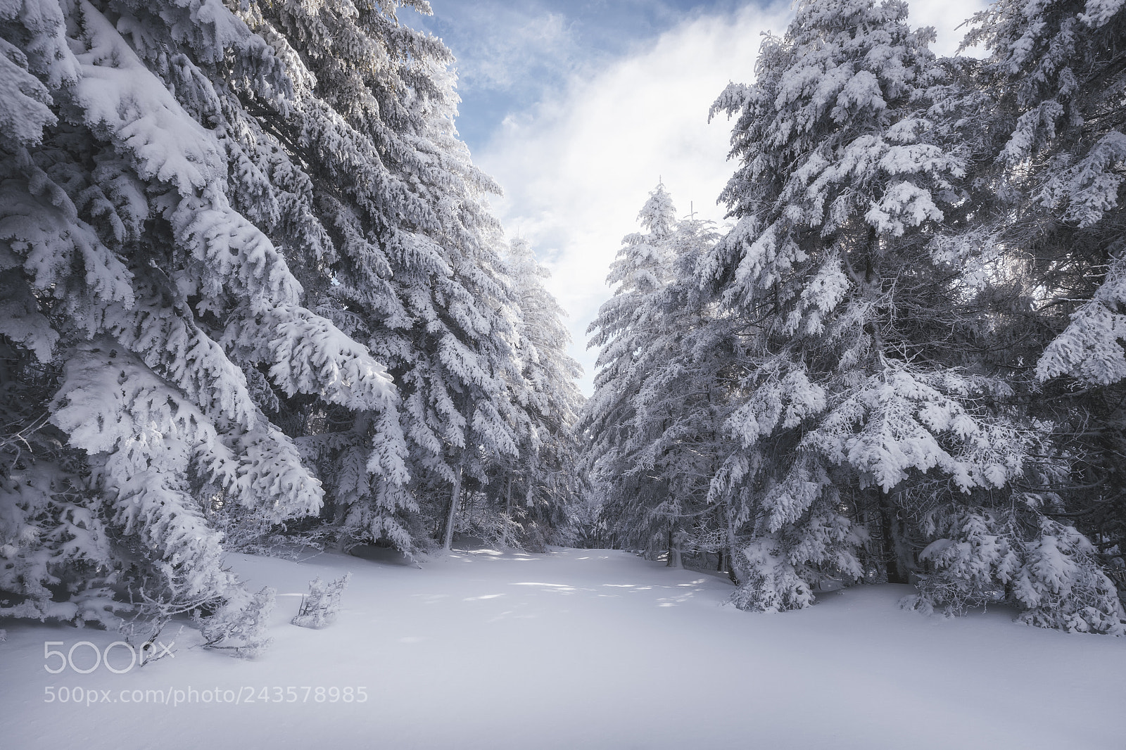Sony a7 sample photo. Winterland ii photography