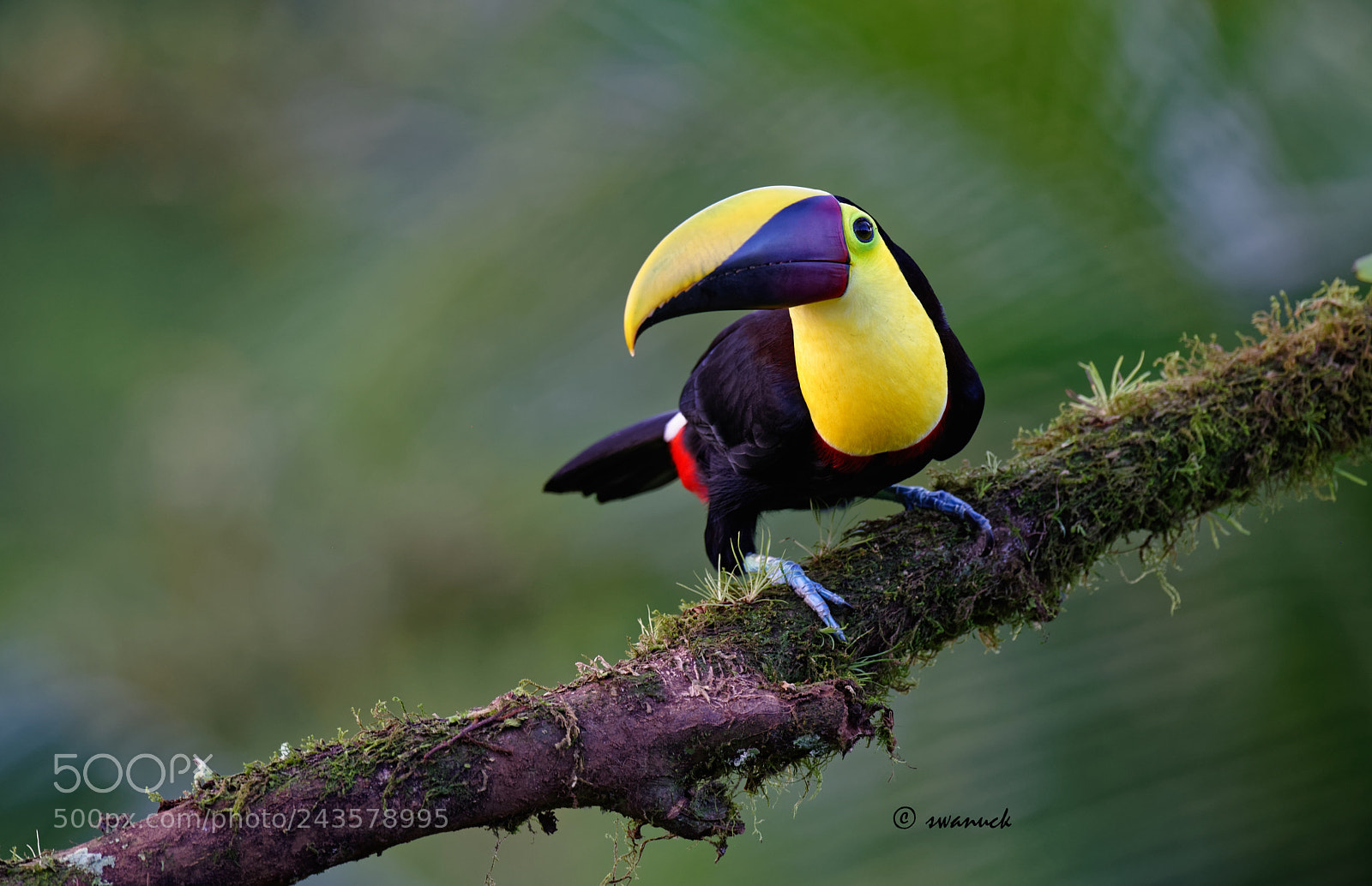 Nikon D810 sample photo. Toucan photography