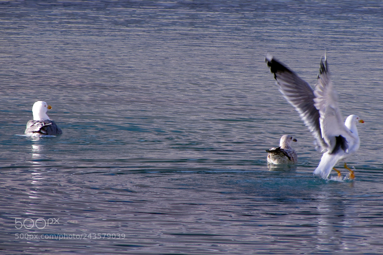 Canon PowerShot SX510 HS sample photo. Seagull photography