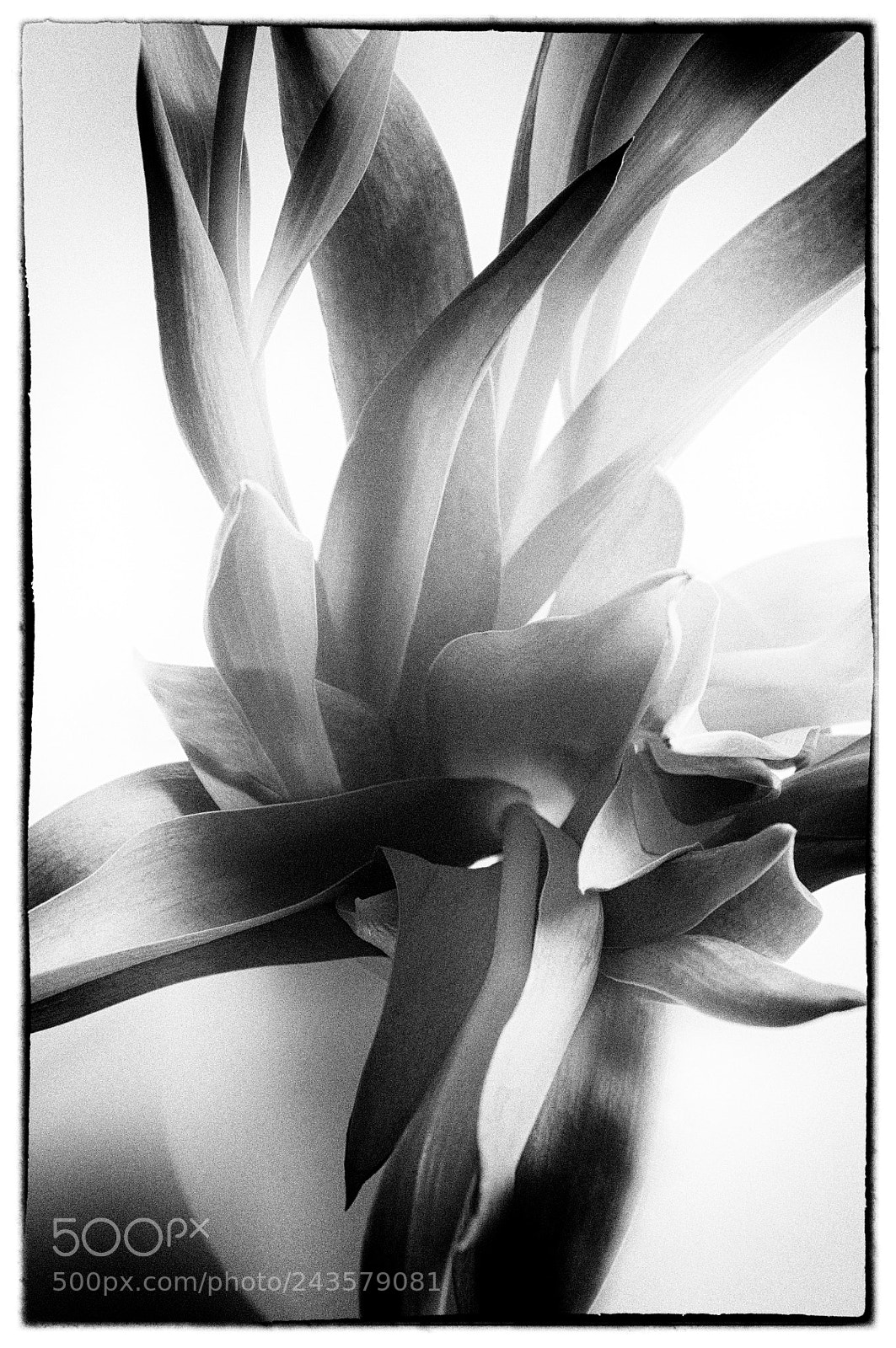 Nikon D300 sample photo. Bouquet photography