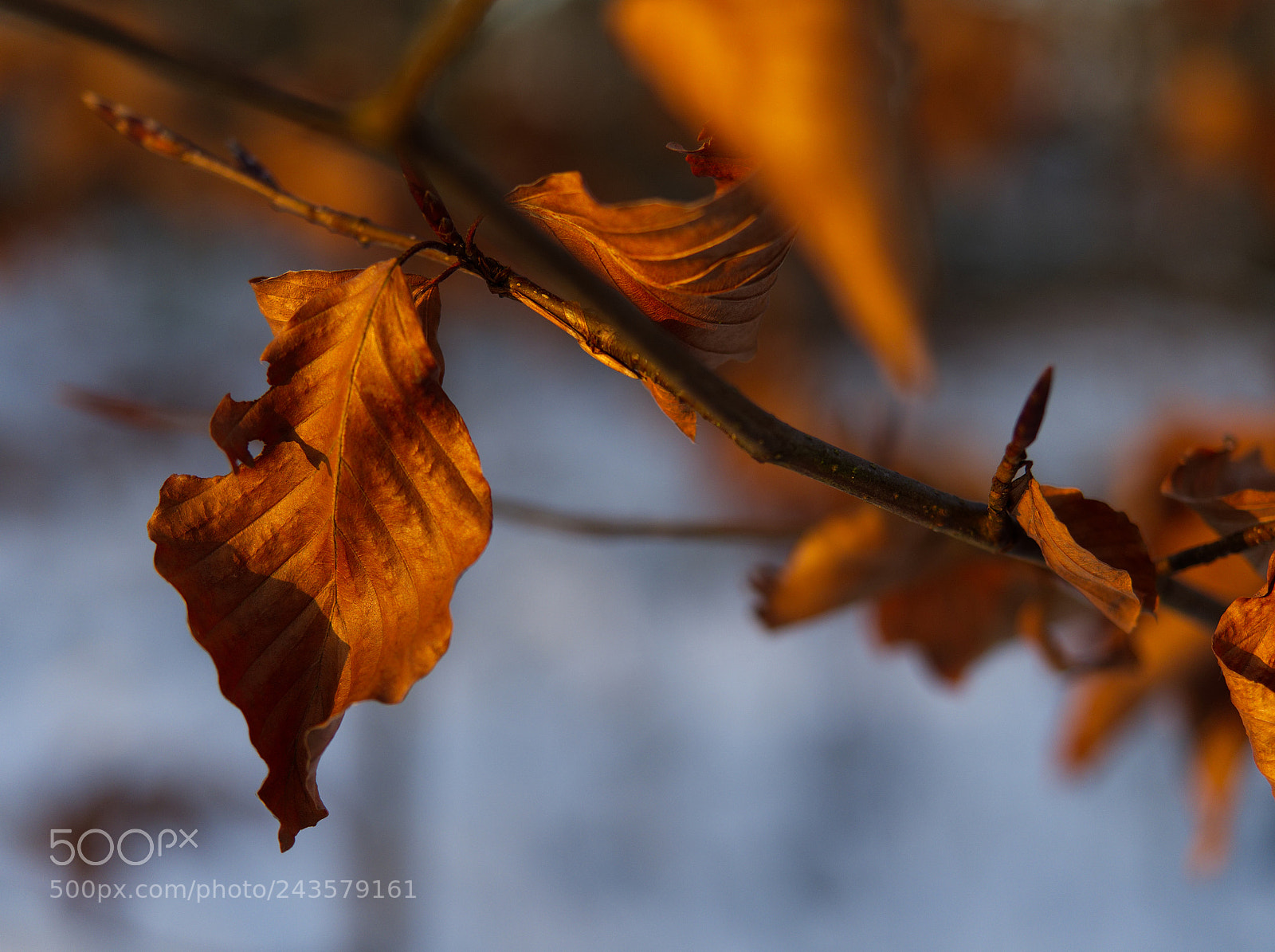 Olympus OM-D E-M1 Mark II sample photo. Untitled photography