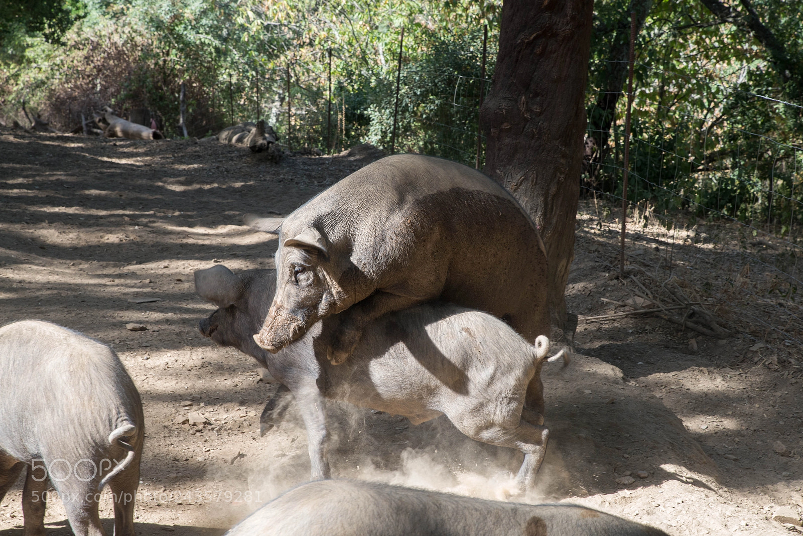 Nikon D610 sample photo. Pigs on the wings photography