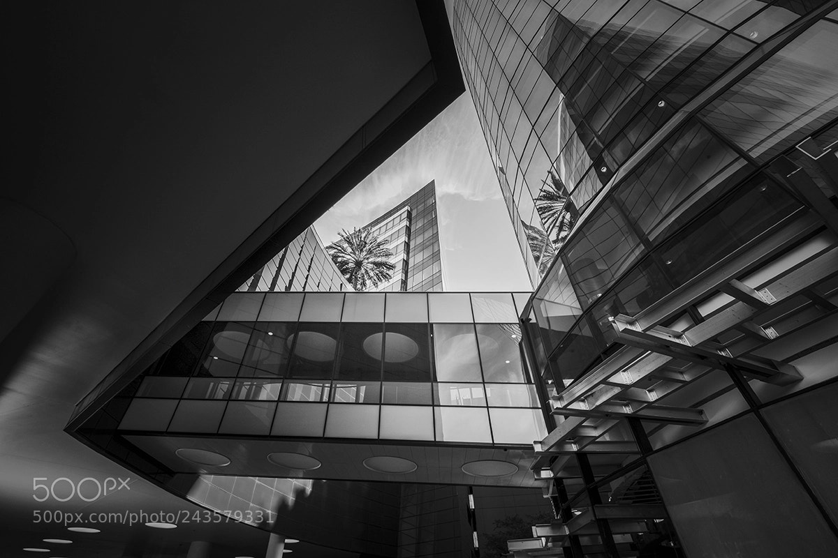 Fujifilm X-T1 sample photo. Pdc w palm web photography