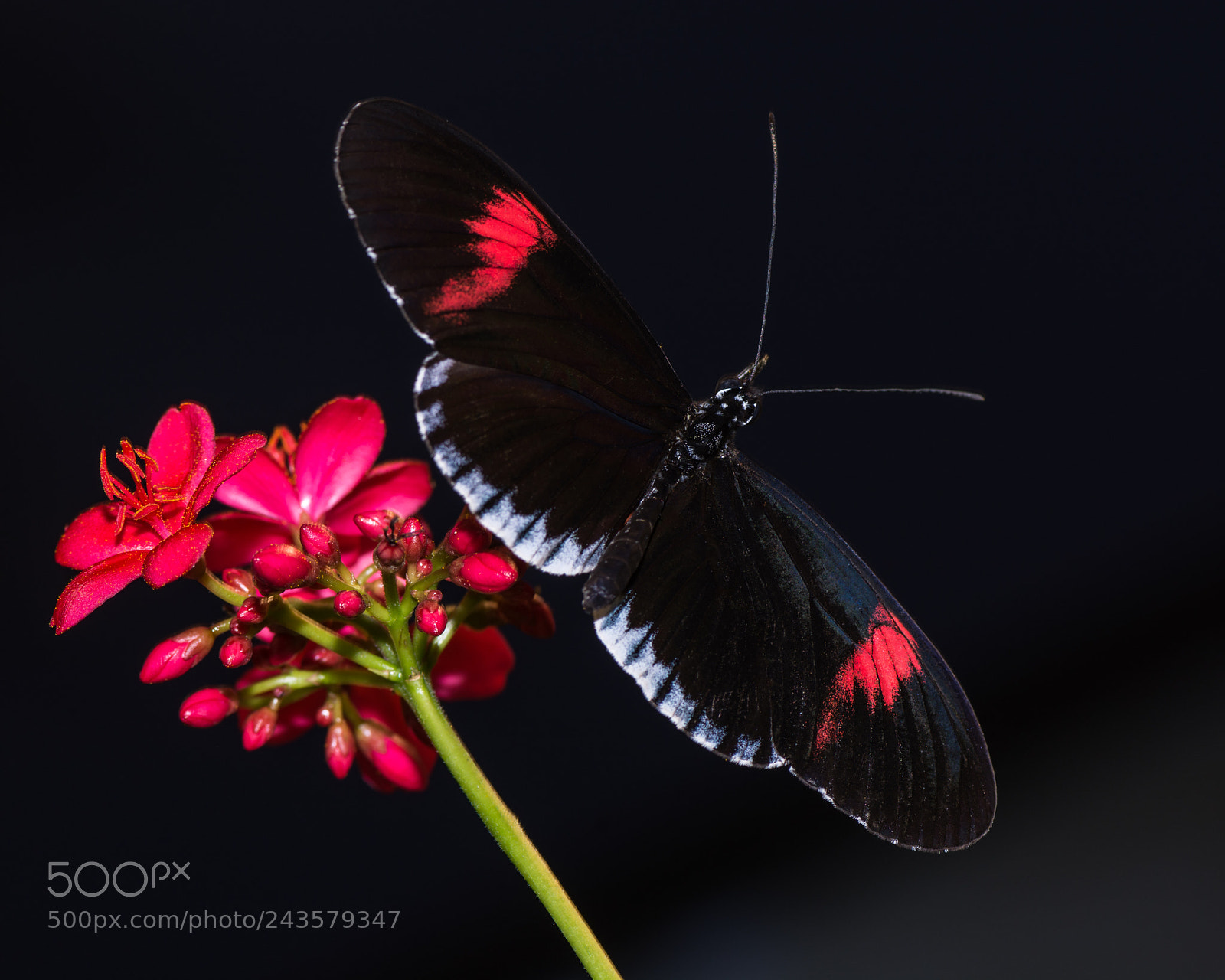 Nikon D7100 sample photo. Butterflies photography