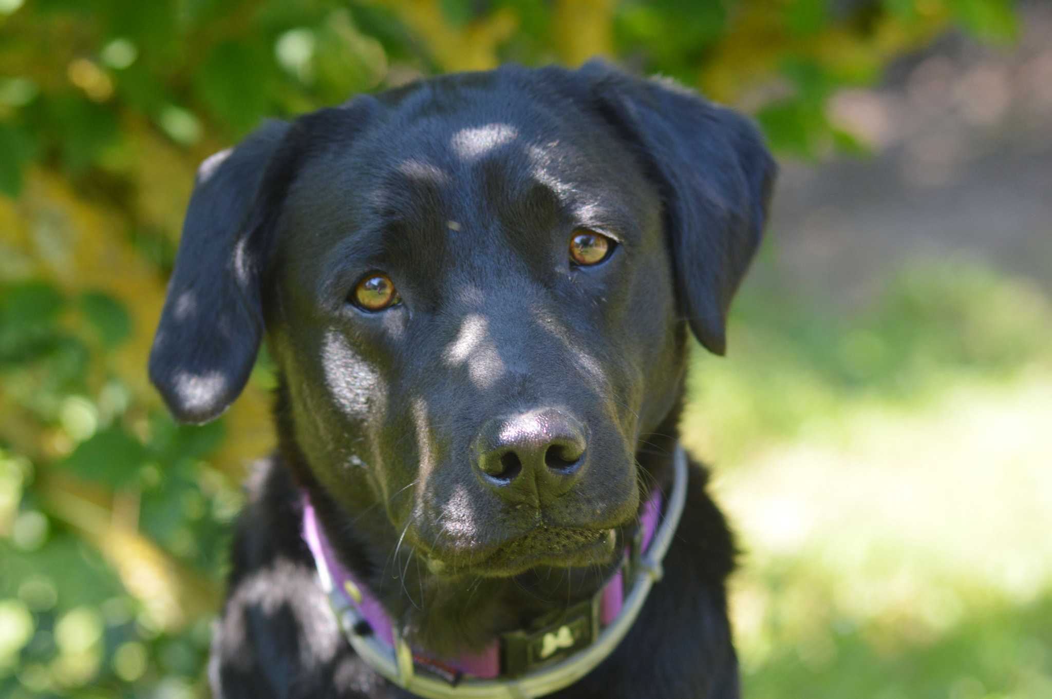 Sigma 70-300mm F4-5.6 APO DG Macro sample photo. Dog photography