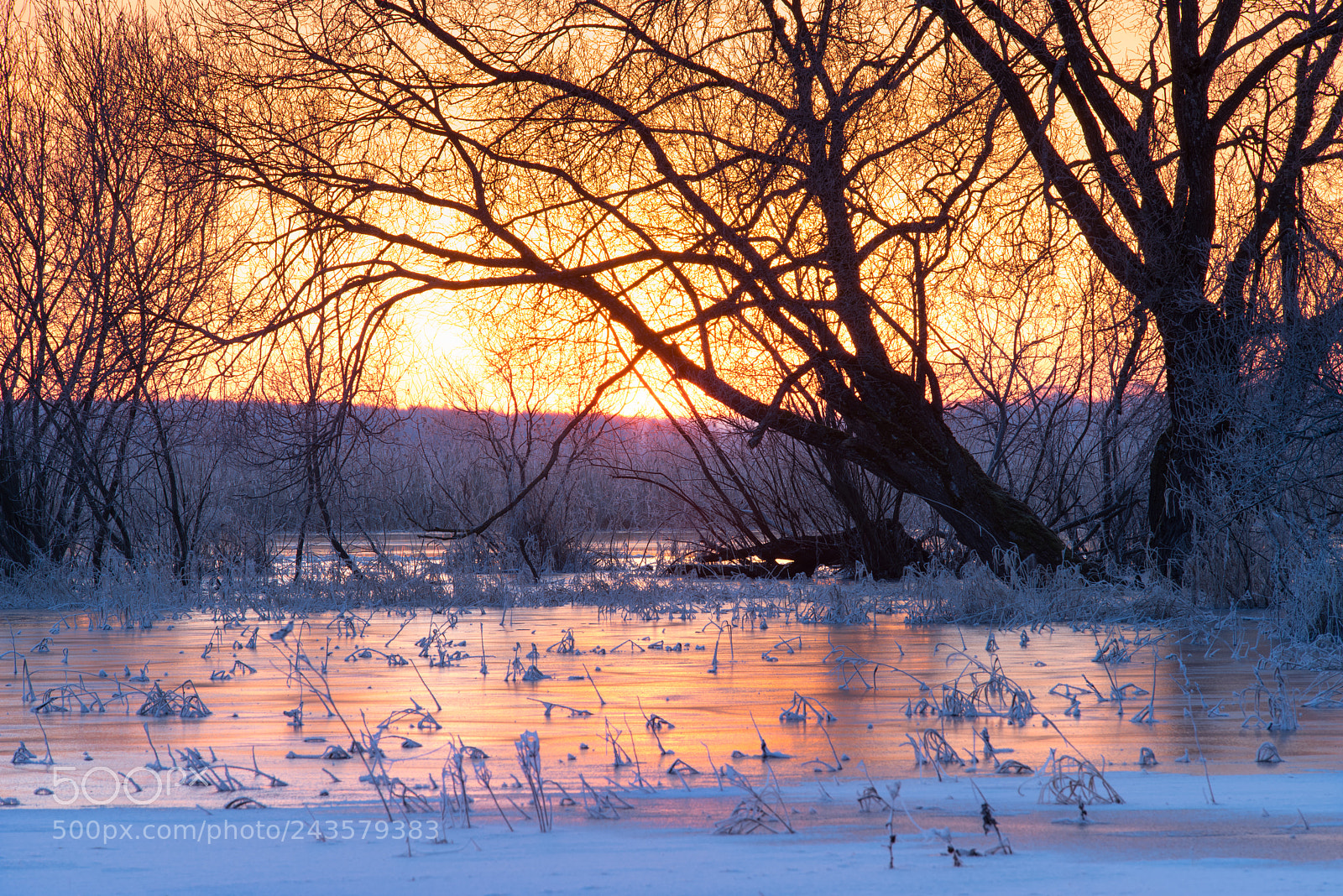 Pentax K-1 sample photo. Morning in the frosty photography
