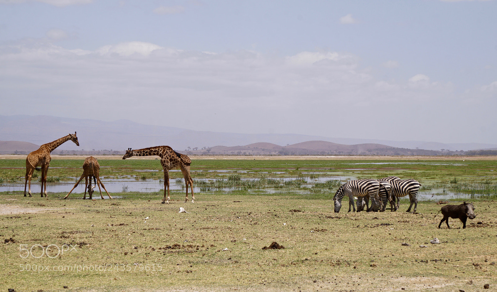 Sony Alpha a5000 (ILCE 5000) sample photo. Giraffes zebras warthog at photography