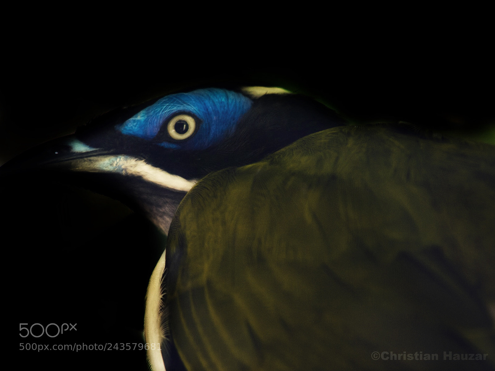 Olympus E-5 sample photo. Blue-faced honeyeater photography