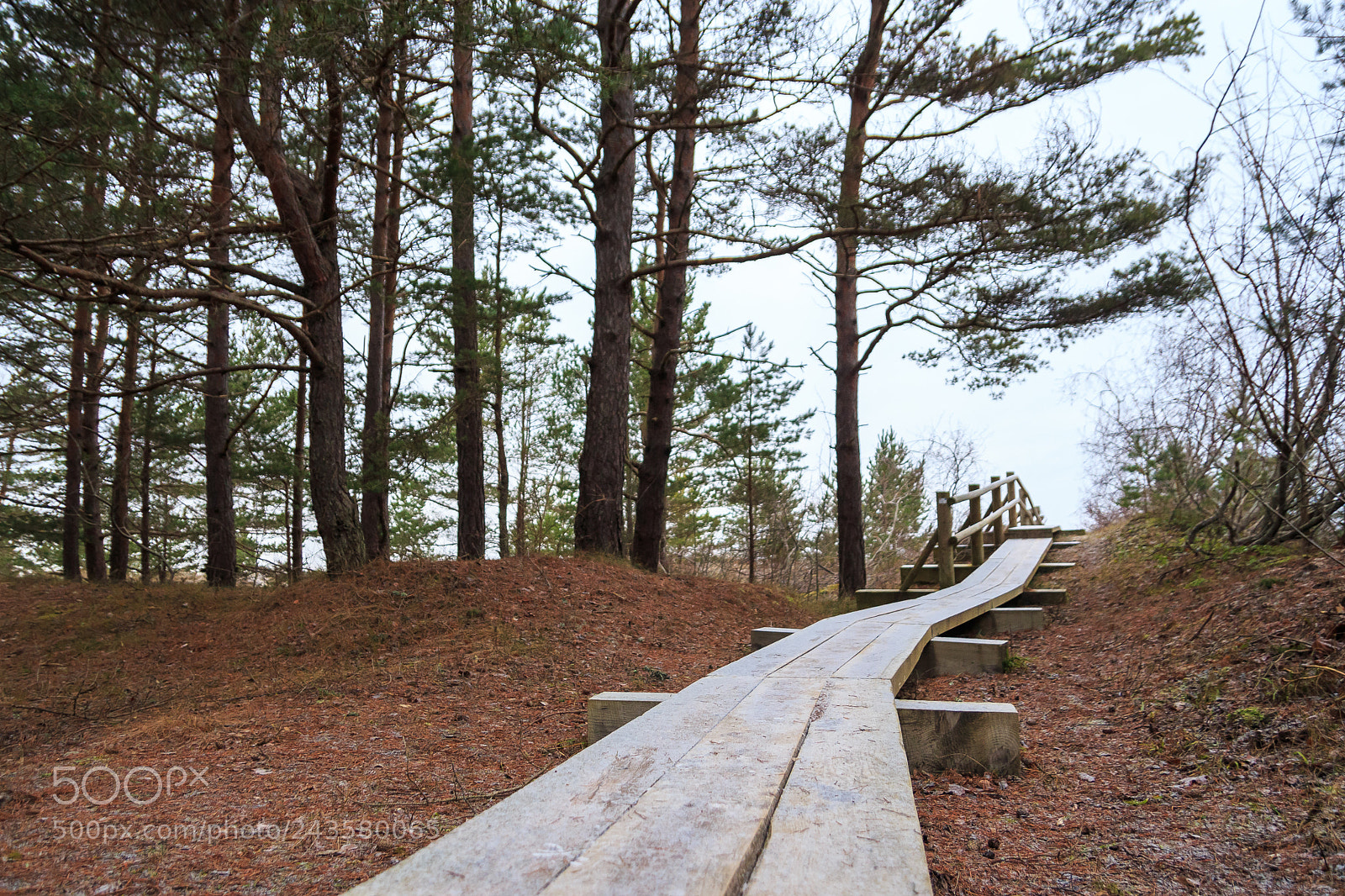 Canon EOS 650D (EOS Rebel T4i / EOS Kiss X6i) sample photo. Footpath in woods photography