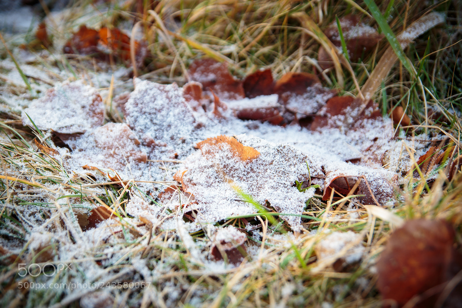 Canon EOS 650D (EOS Rebel T4i / EOS Kiss X6i) sample photo. Leaf under snow photography