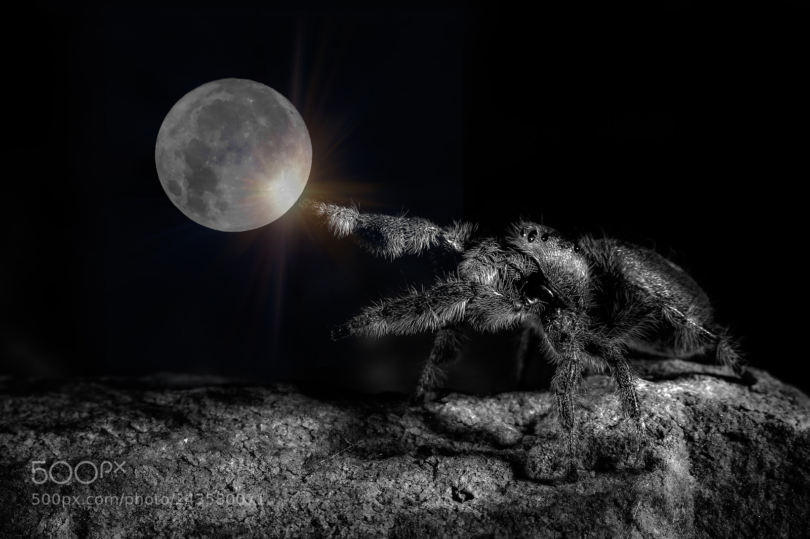 Nikon D500 sample photo. Space spider photography