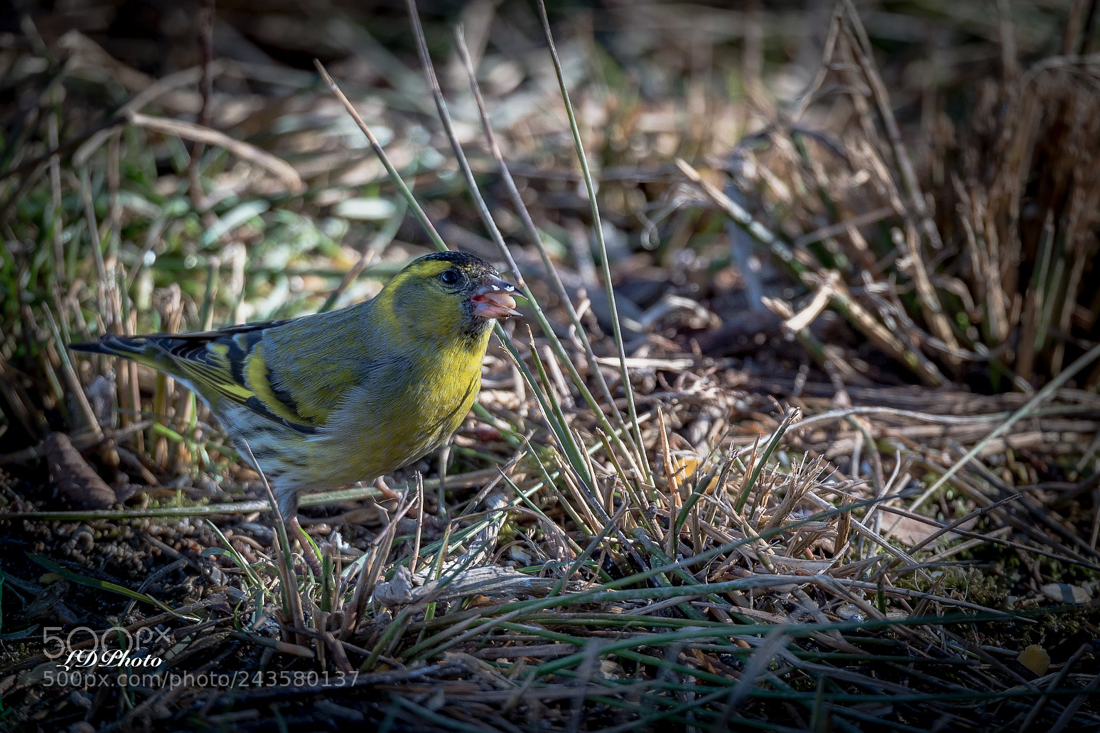 Nikon D4 sample photo. Eurasian siskin (spinus spinus) photography