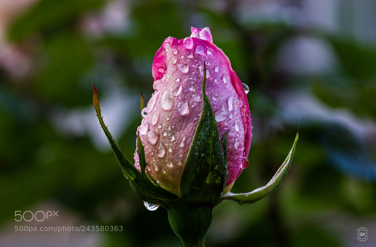 Pentax K-3 II sample photo. Fresh photography