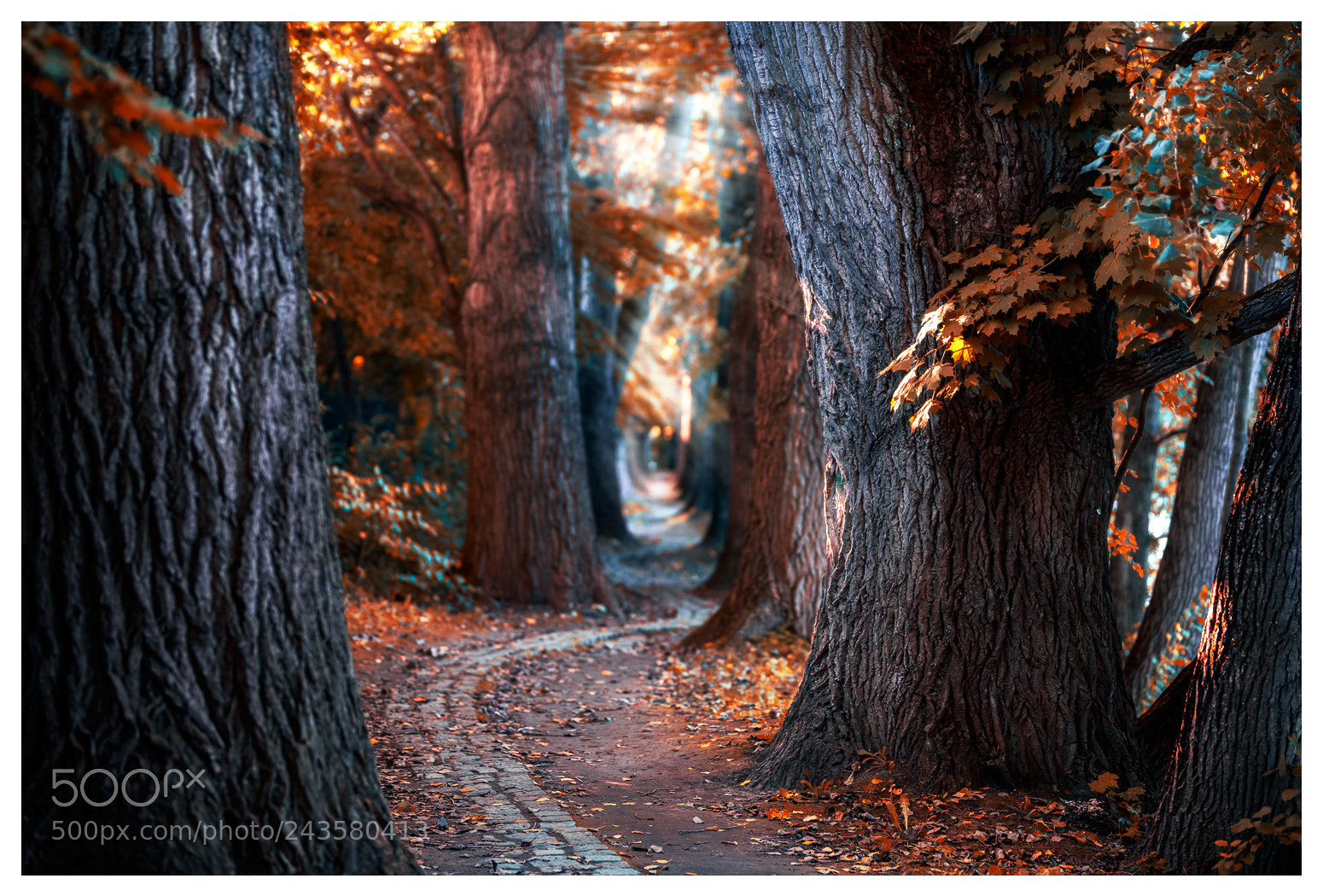 Nikon D810 sample photo. Forest photography