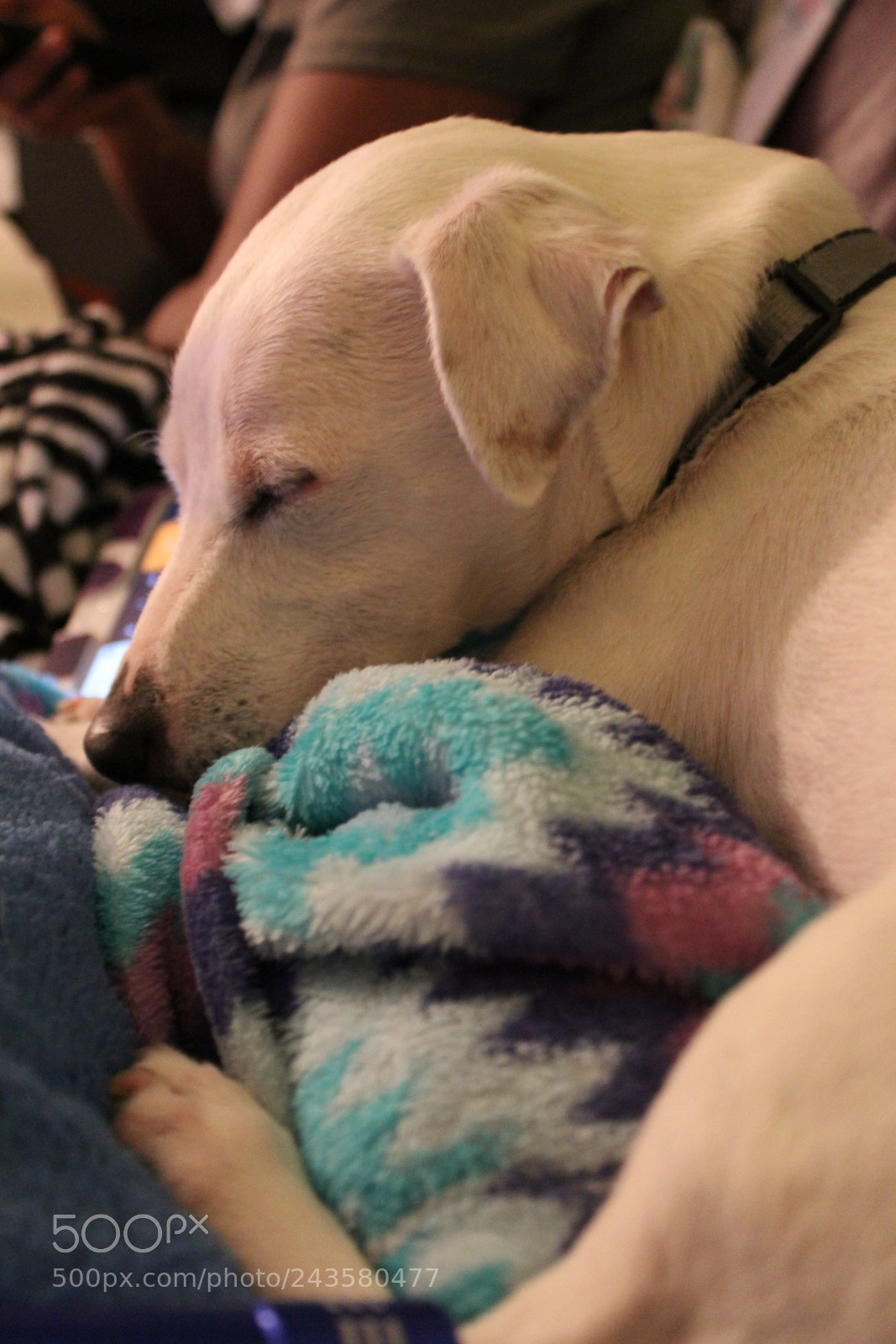 Canon EOS 1300D (EOS Rebel T6 / EOS Kiss X80) sample photo. Sleeping mozart photography