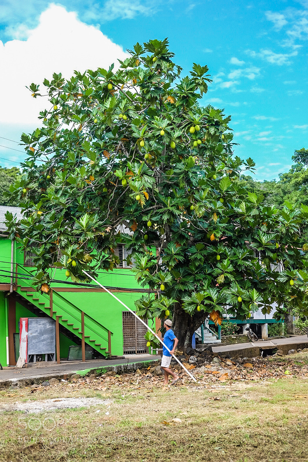 Fujifilm X-T1 sample photo. Fruit-picking photography