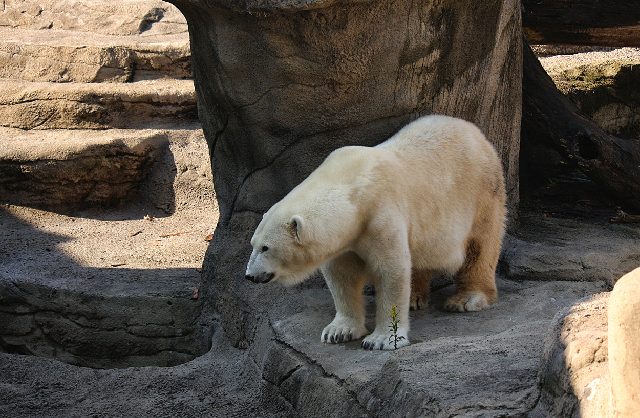 Canon EF-S 55-250mm F4-5.6 IS sample photo. Polar bear photography