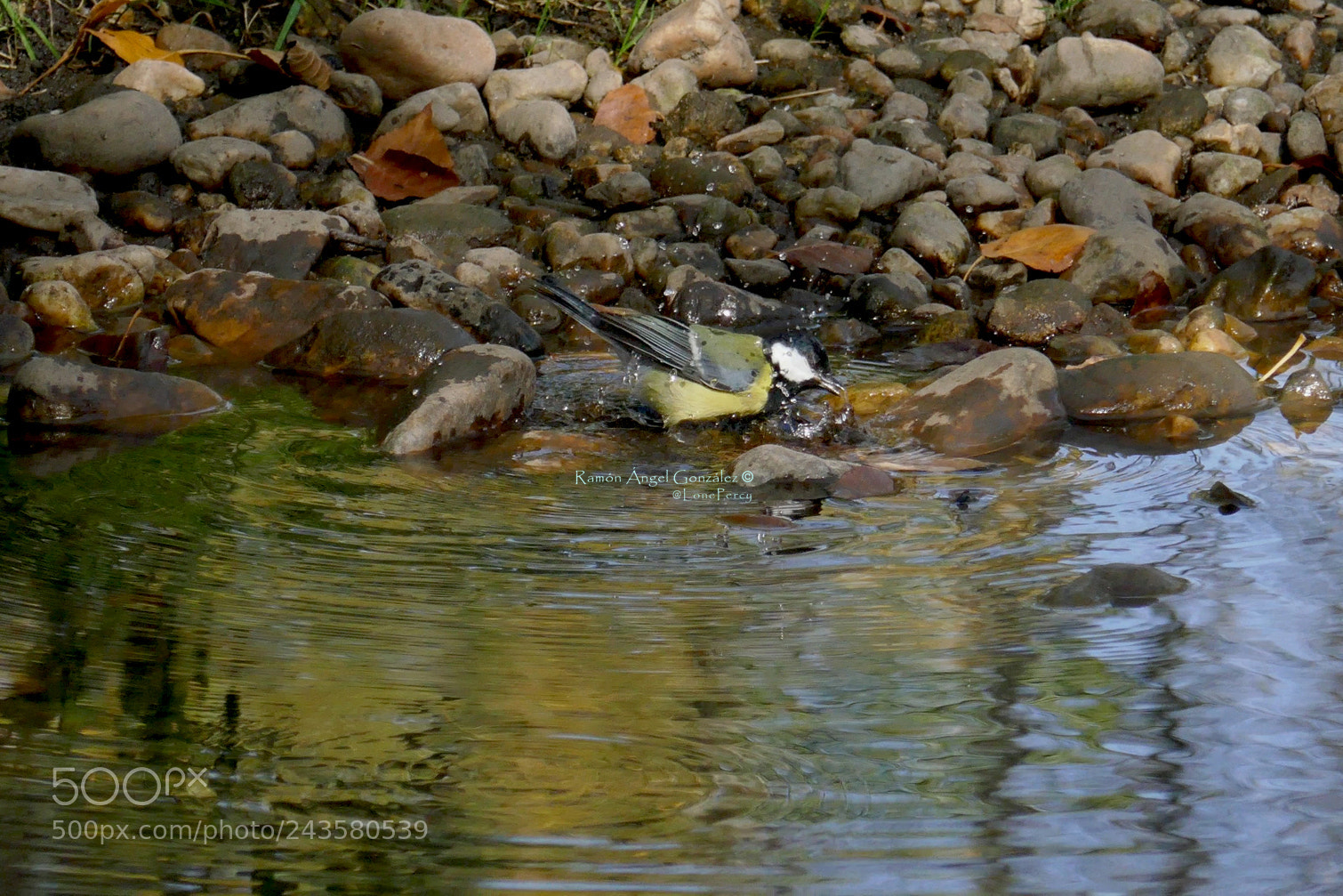 Panasonic Lumix DMC-ZS100 (Lumix DMC-TZ100) sample photo. Great tit bath photography