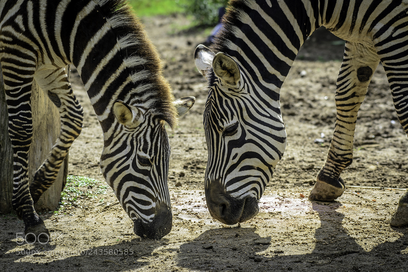 Nikon D3100 sample photo. Zoo pareja photography
