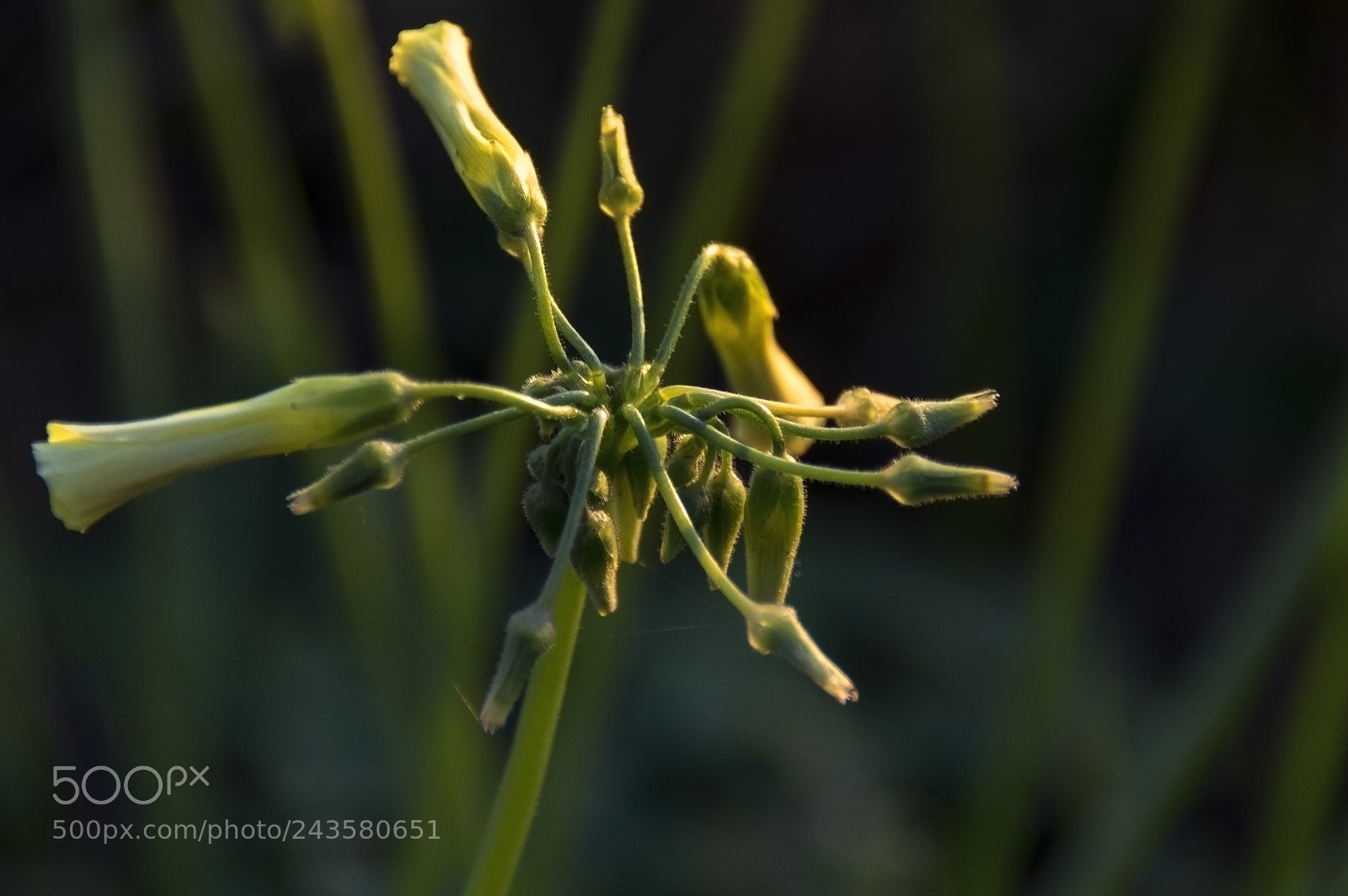 Nikon D3200 sample photo. Enroladinha photography