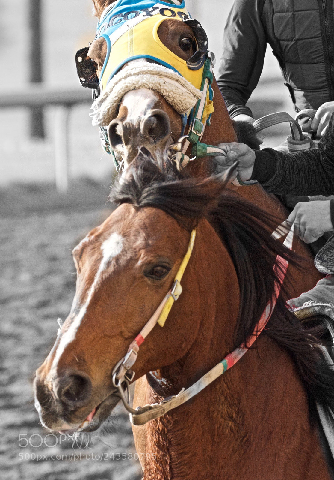 Nikon D810 sample photo. Untitled photography