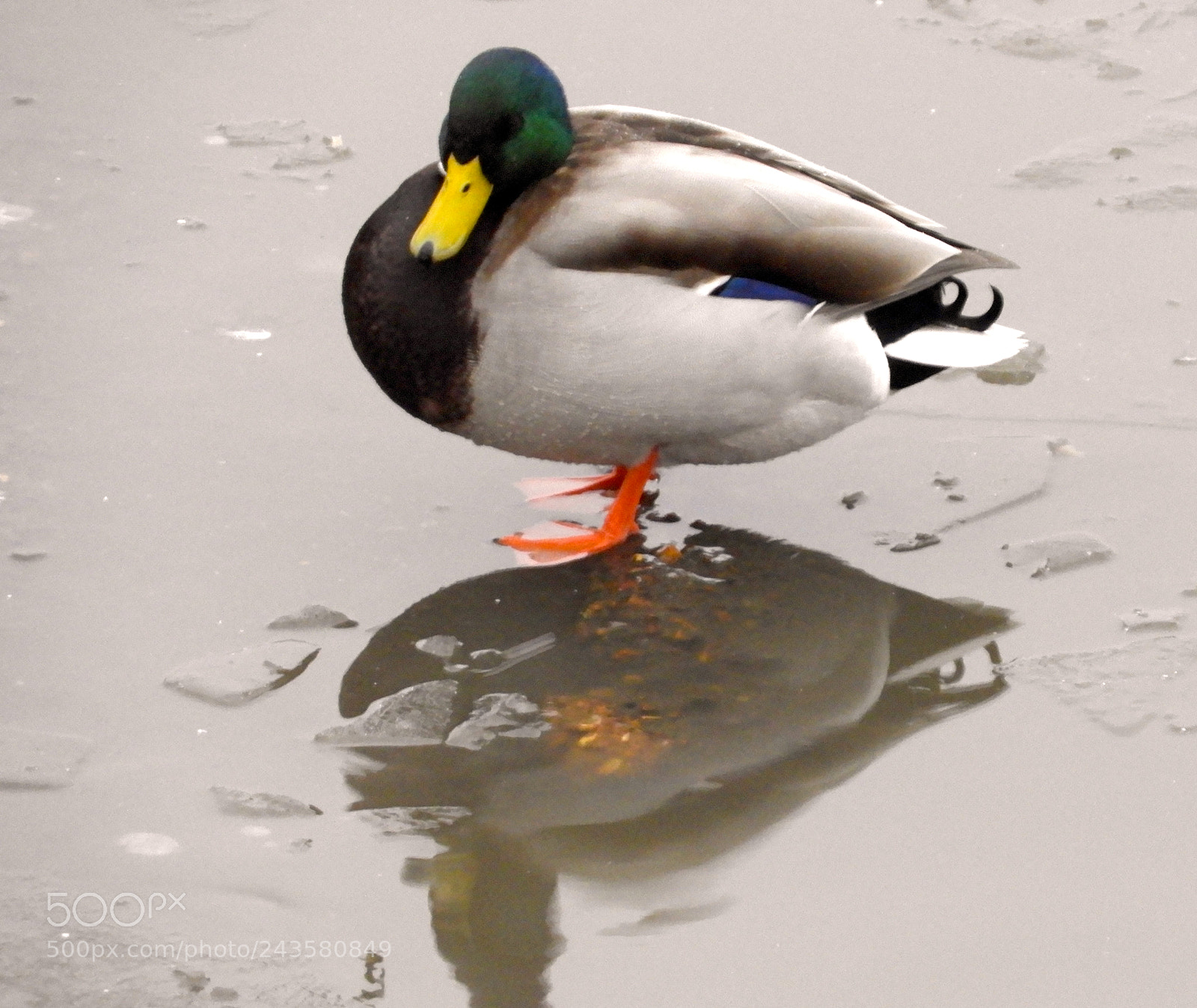 Nikon Coolpix B700 sample photo. Mallard duck photography