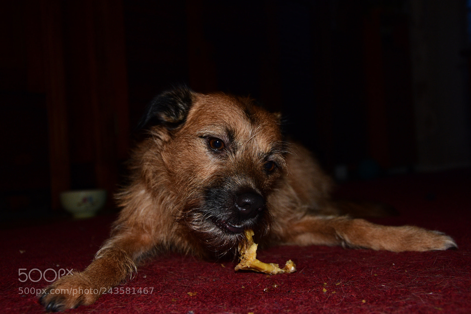 Nikon D7200 sample photo. Muffin like his snack! photography