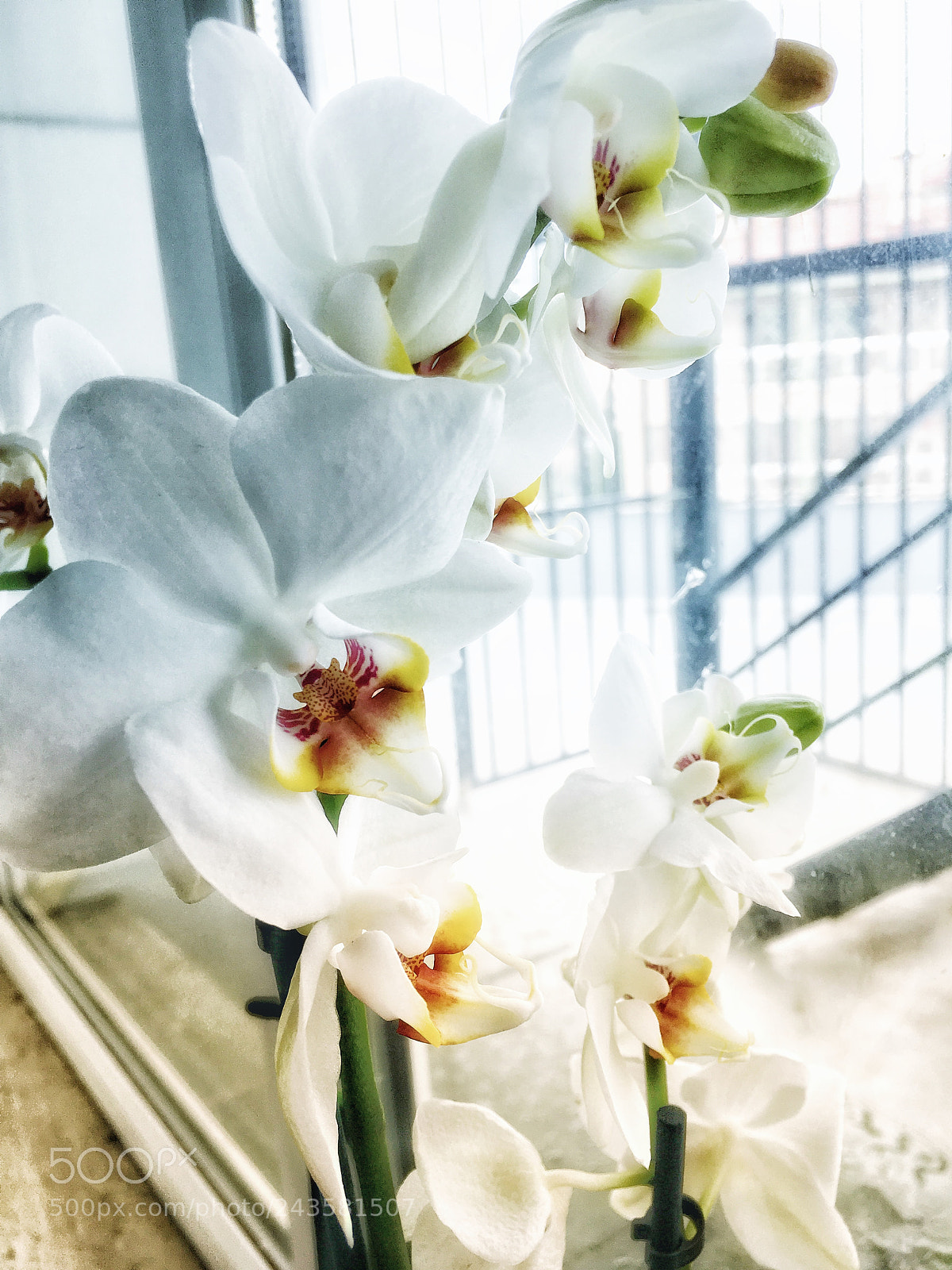 Apple iPhone 6s sample photo. Orkide= orchid photography