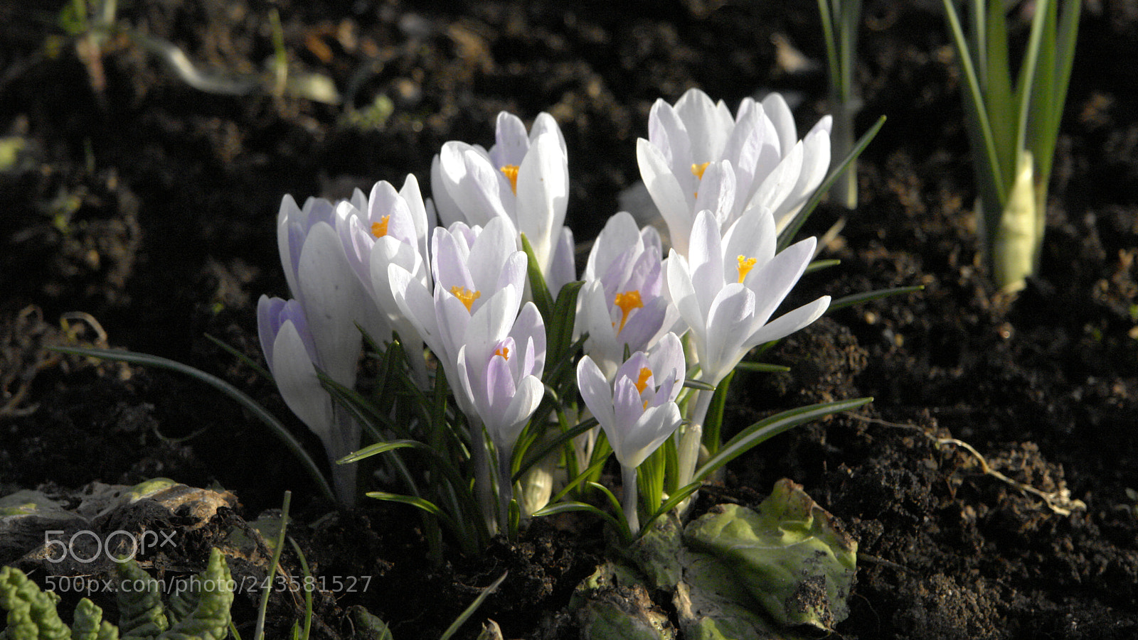 Sony DSC-R1 sample photo. Цветы. photography