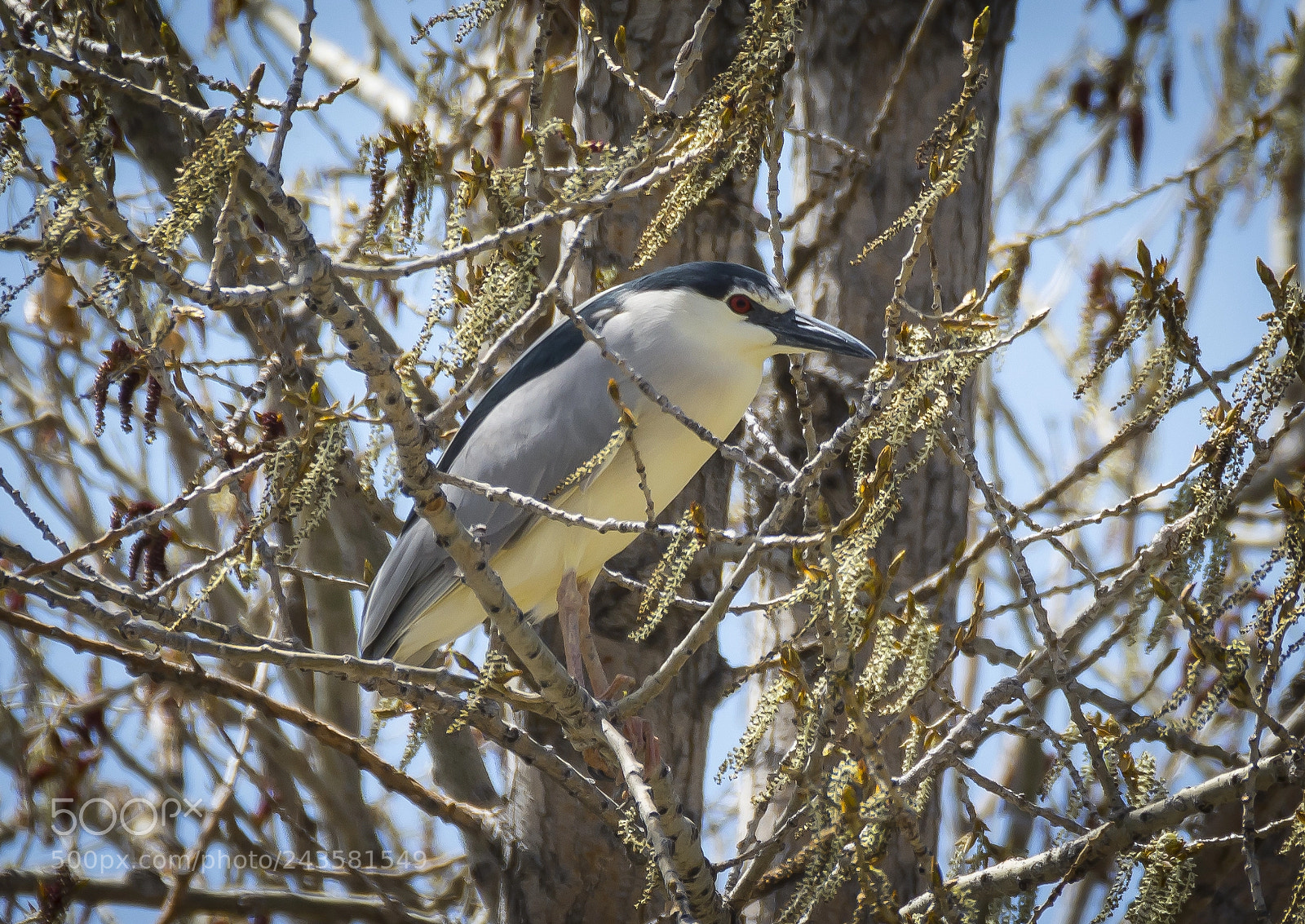 Nikon D7100 sample photo. Black crowned night heron photography