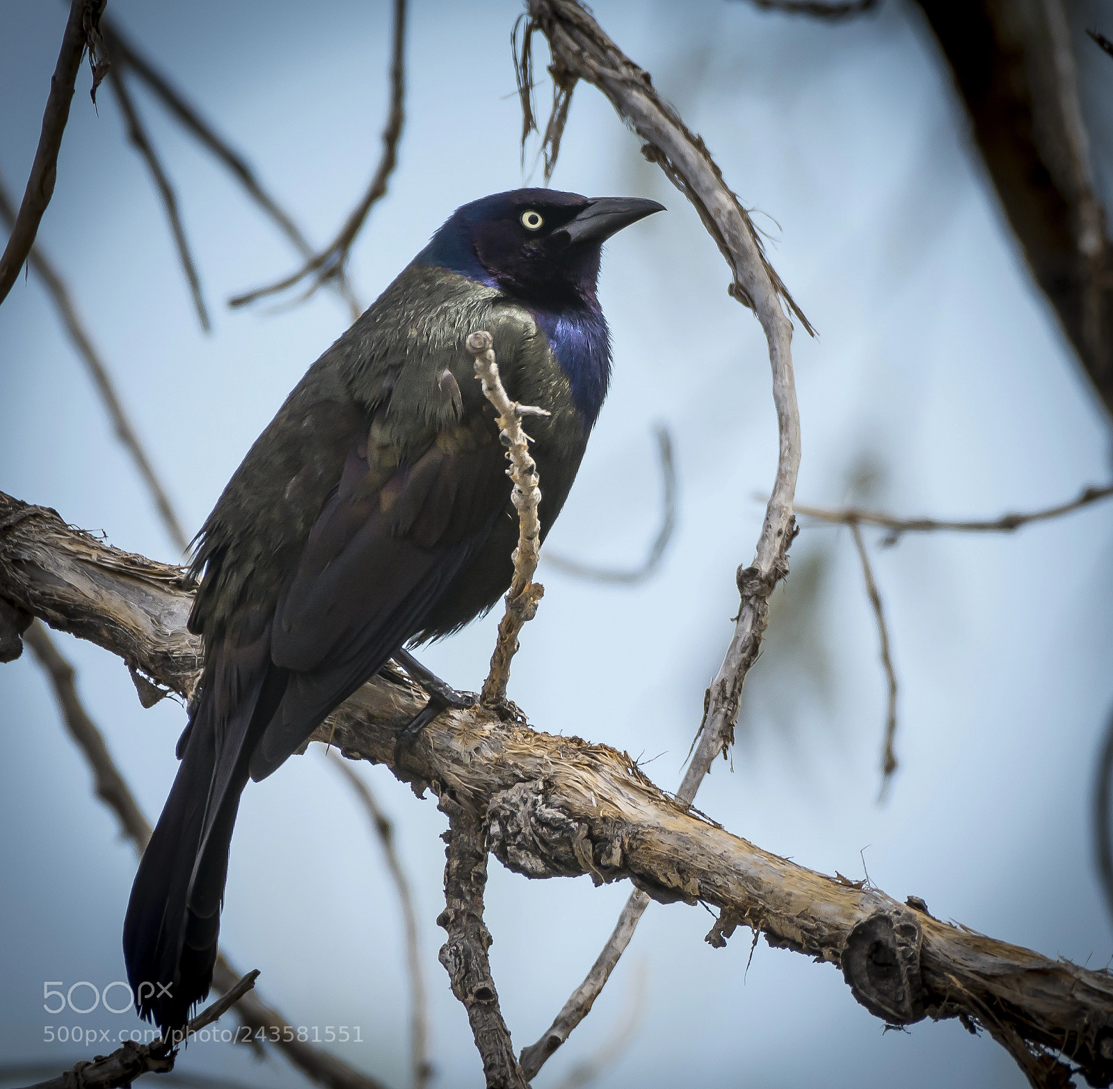 Nikon D7100 sample photo. Common grackle photography
