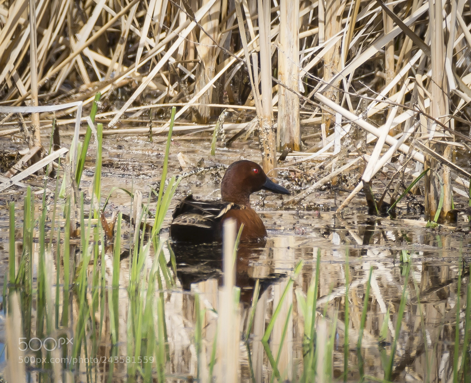 Nikon D7100 sample photo. Cinnamon teal photography