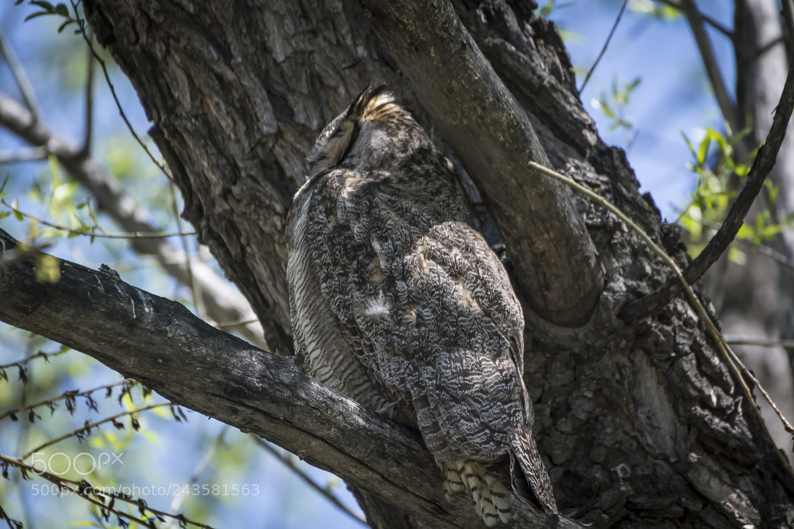 Nikon D7100 sample photo. Great horned owl photography