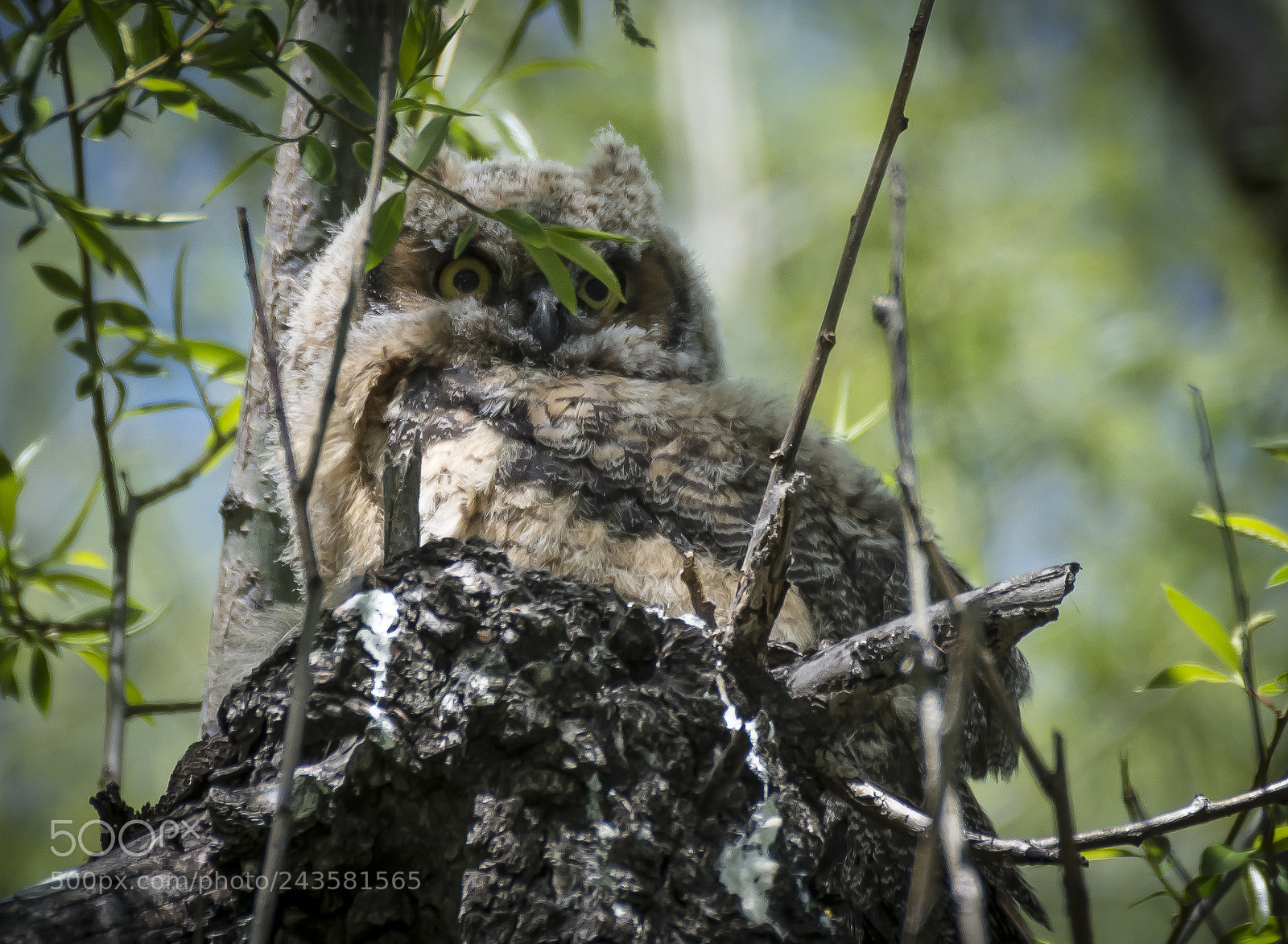 Nikon D7100 sample photo. Great horned owl chick photography