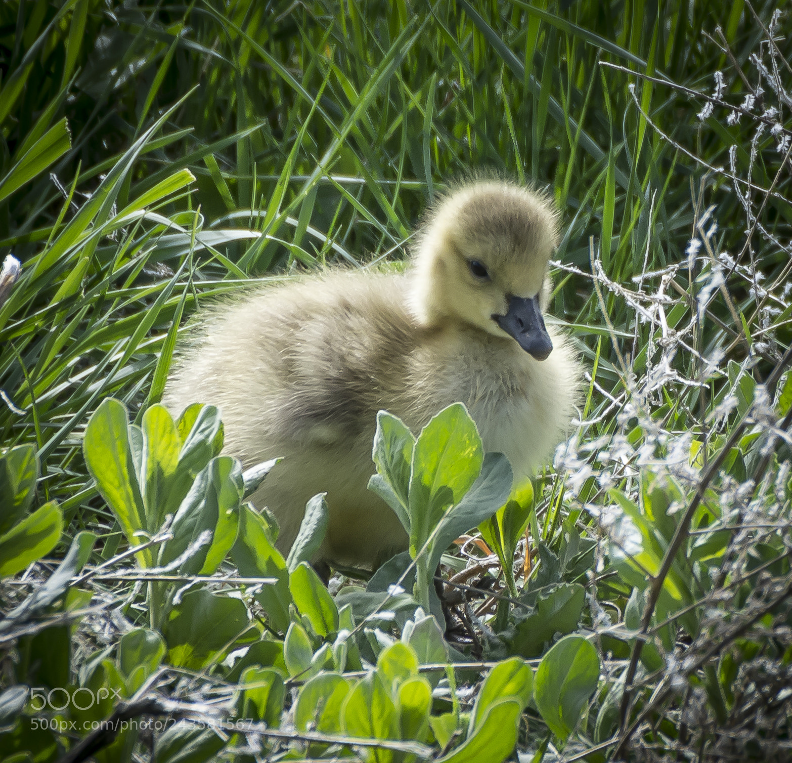 Nikon D7100 sample photo. Canada goose gosling photography