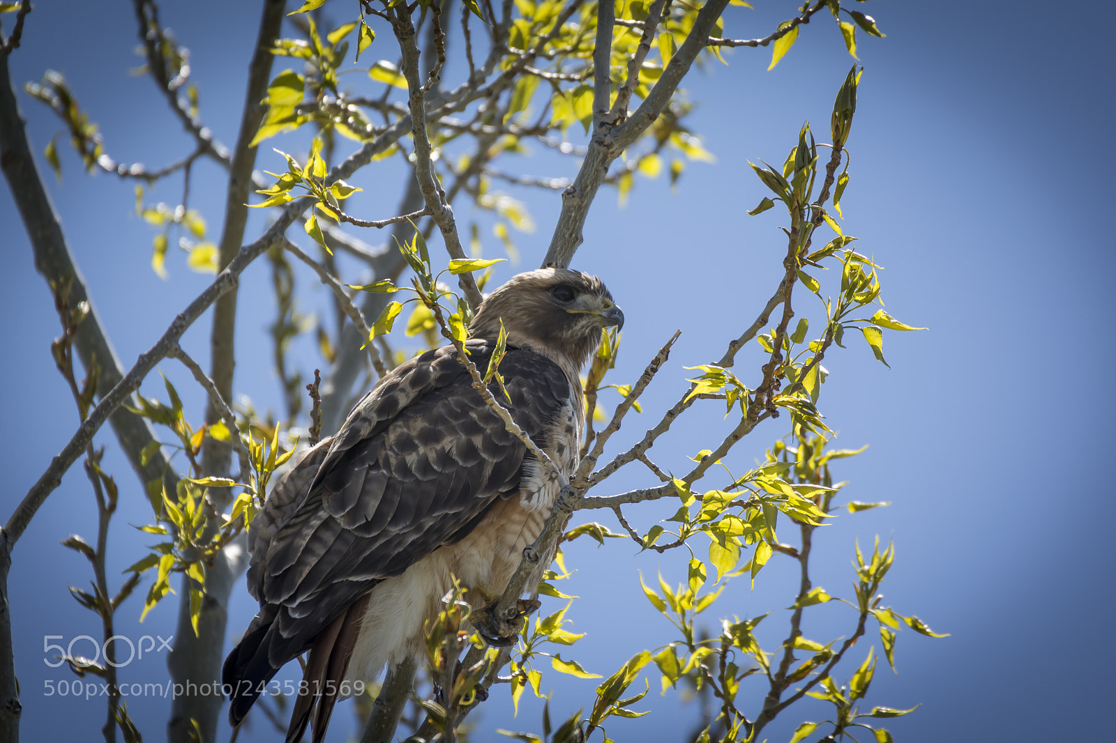 Nikon D7100 sample photo. Red tailed hawk photography